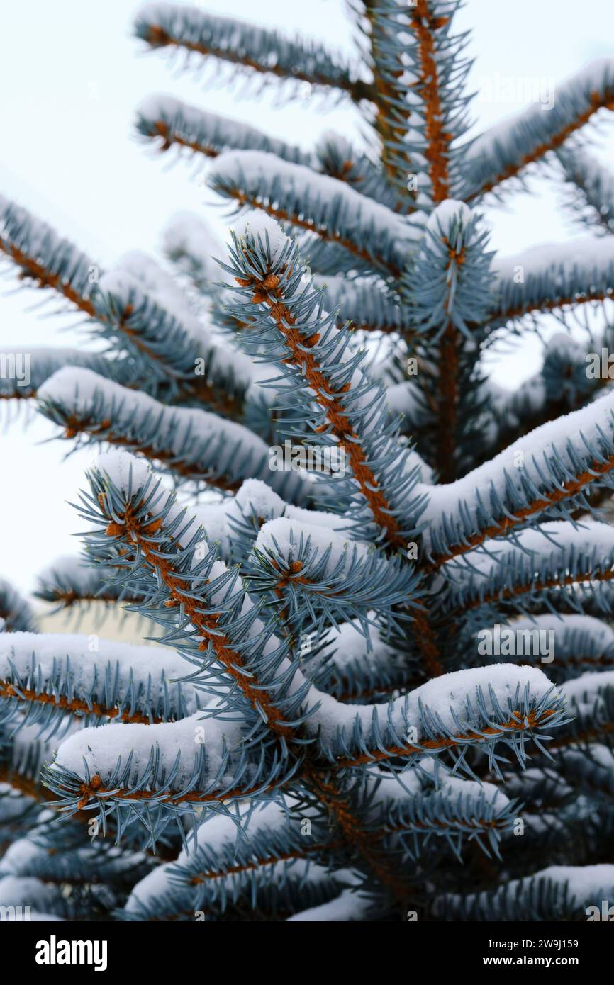 Branches blue spruce are covered with snow Stock Photo
