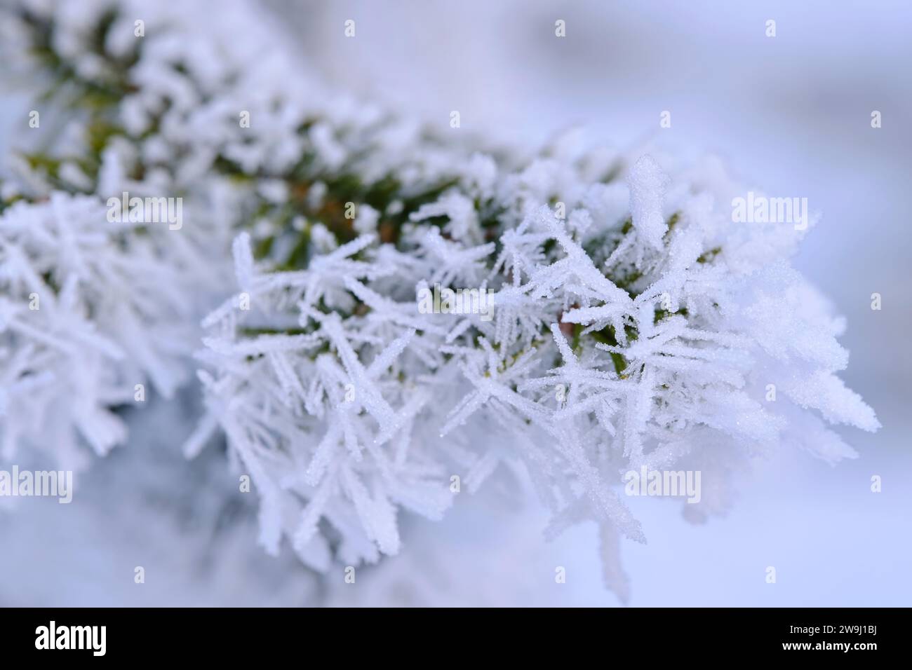 Green branches of the spruce and needles are covered with snow crystals ...
