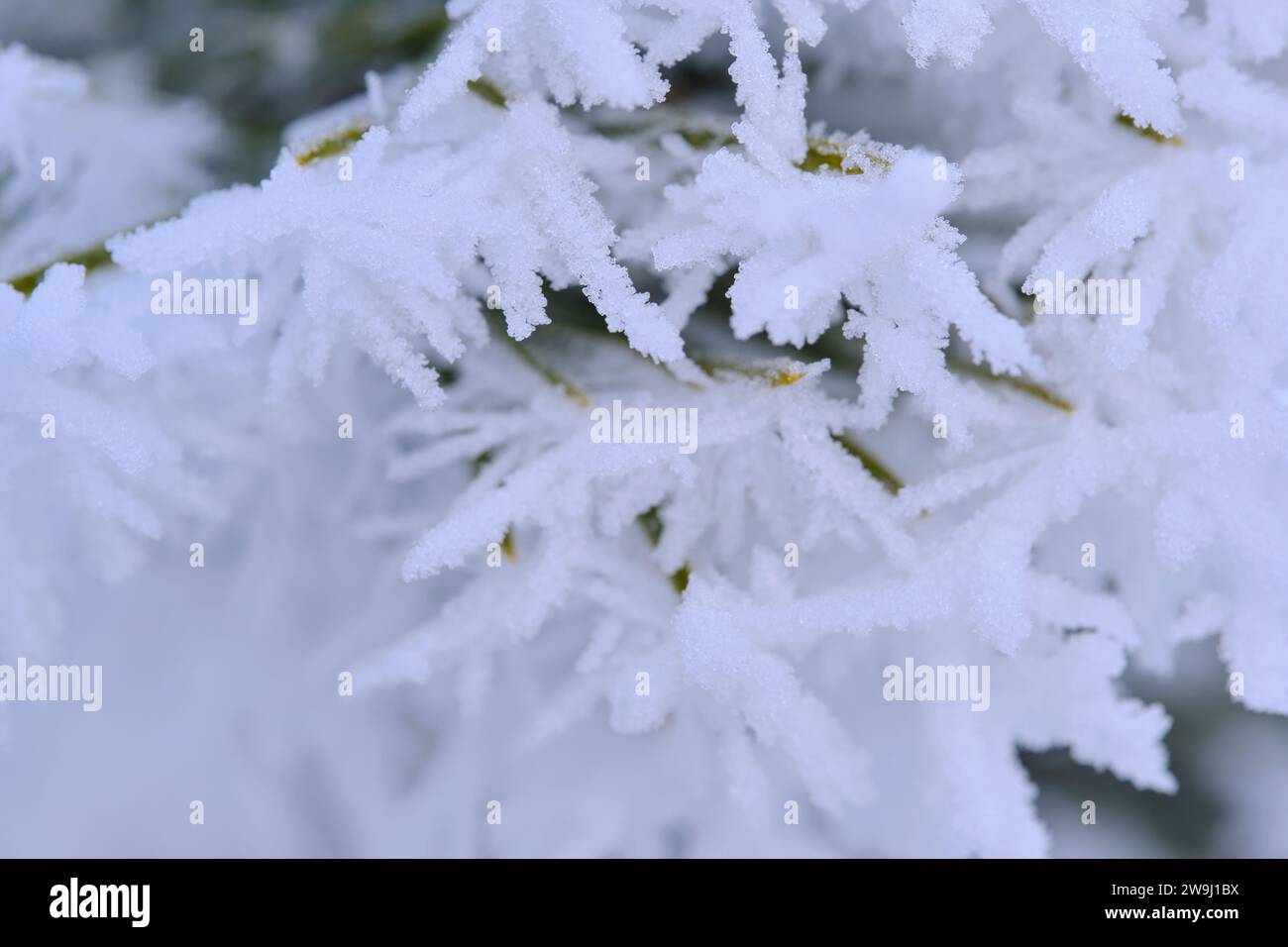 Green branches of the spruce and needles are covered with snow crystals ...