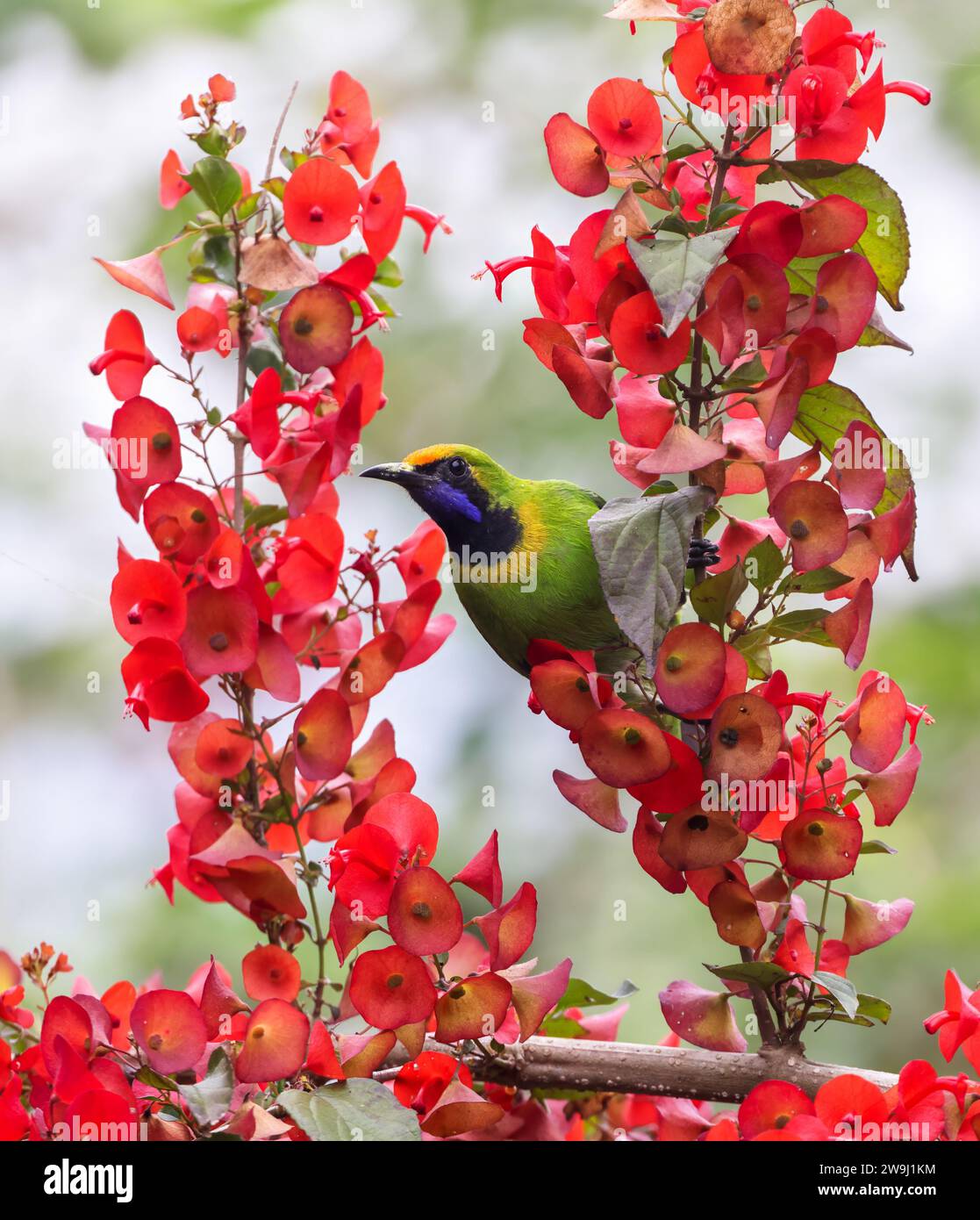 golden-fronted Leafbird(Chloropsis aurifrons) are common resident breeder in India, Sri Lanka, and parts of Southeast Asia. Stock Photo