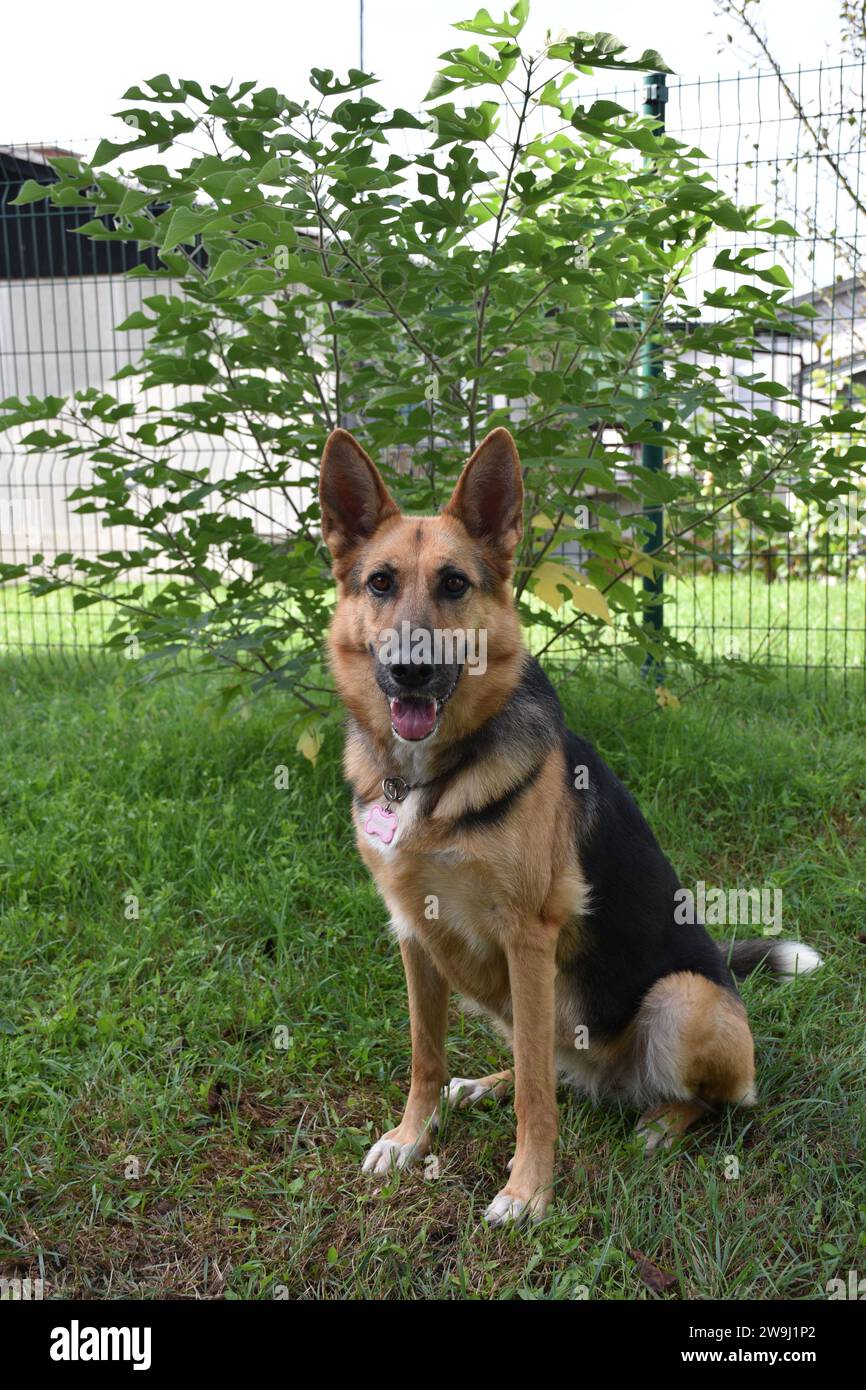 Dog portrais of a german shephers dog Stock Photo