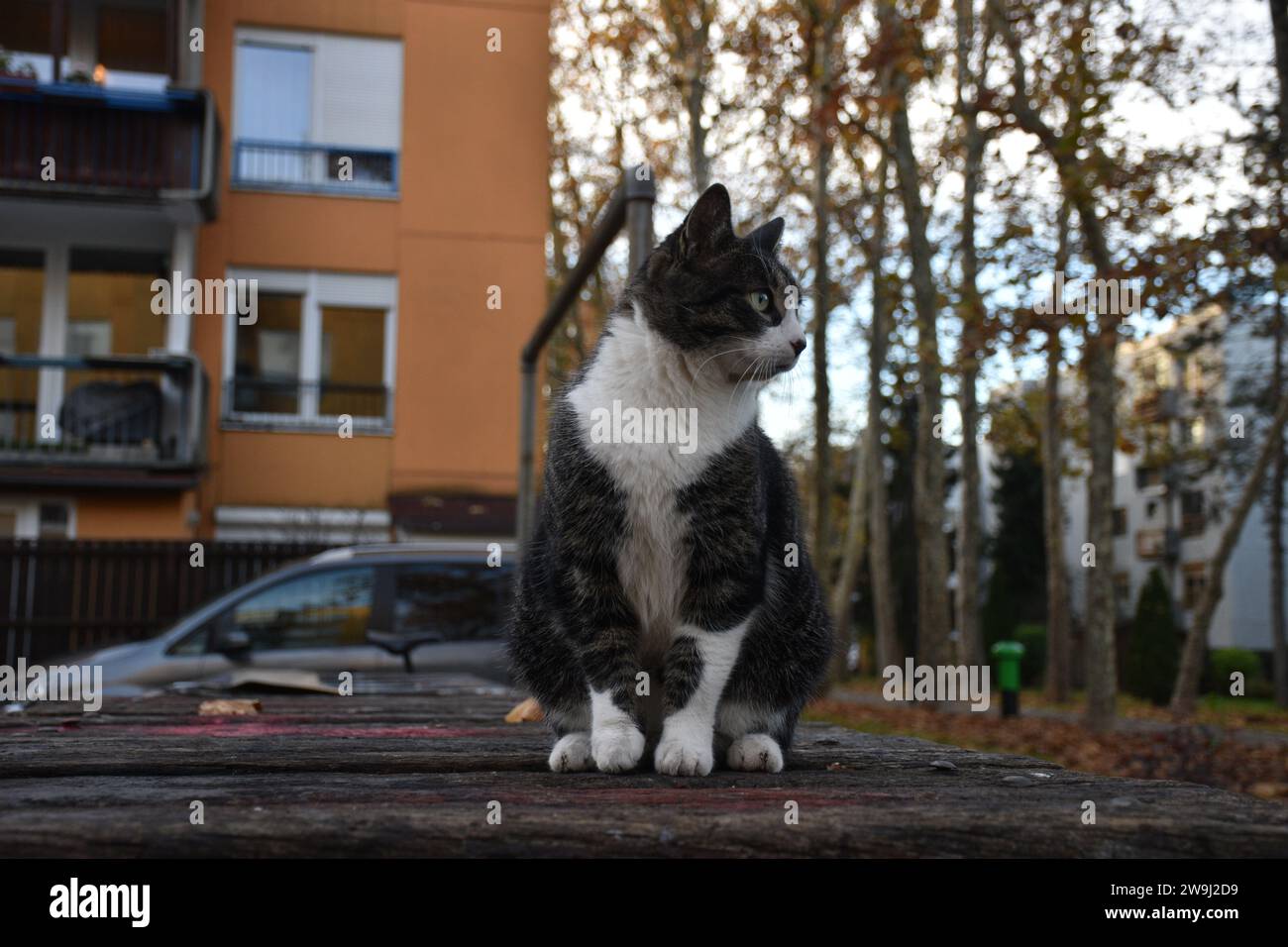 Cat in the streets of Ljubljana Stock Photo - Alamy