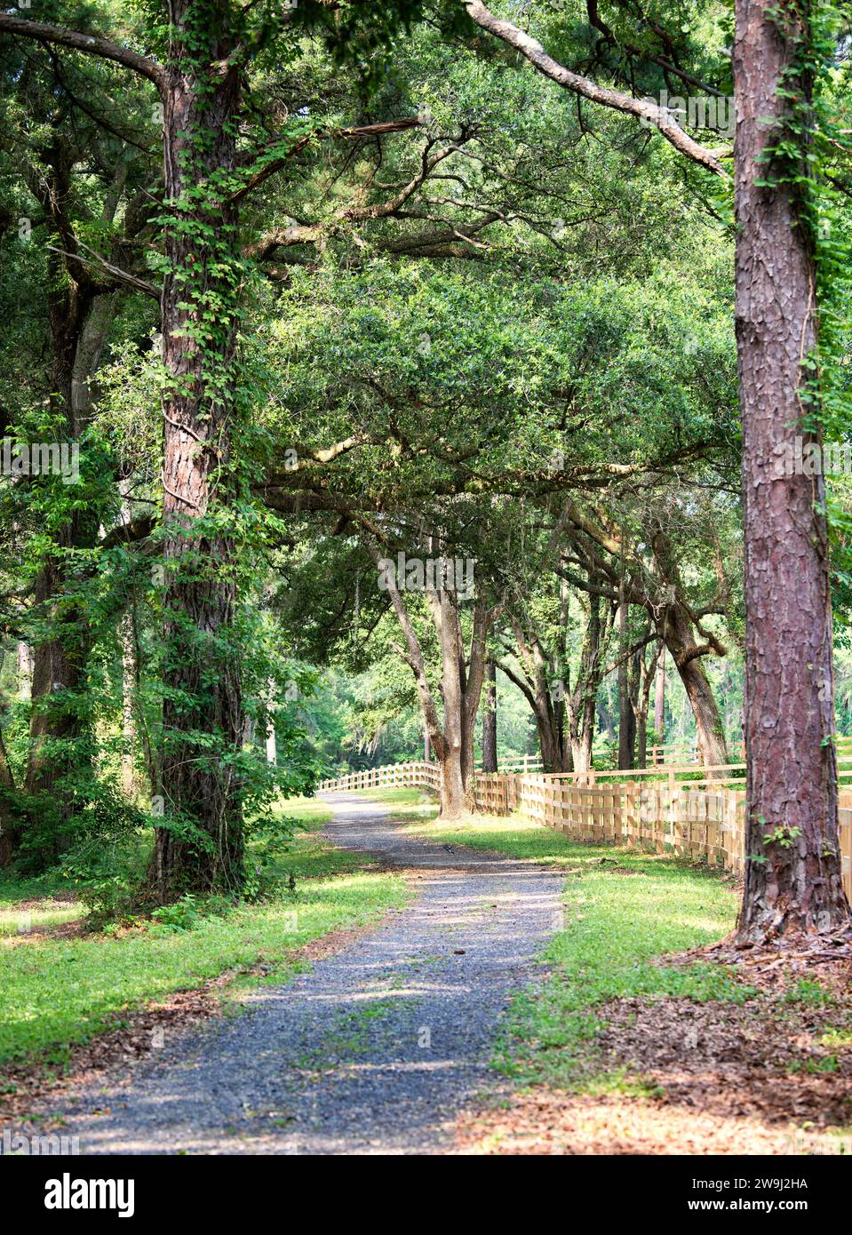 Pedestrian walking path the large oak trees that canopy and wooden