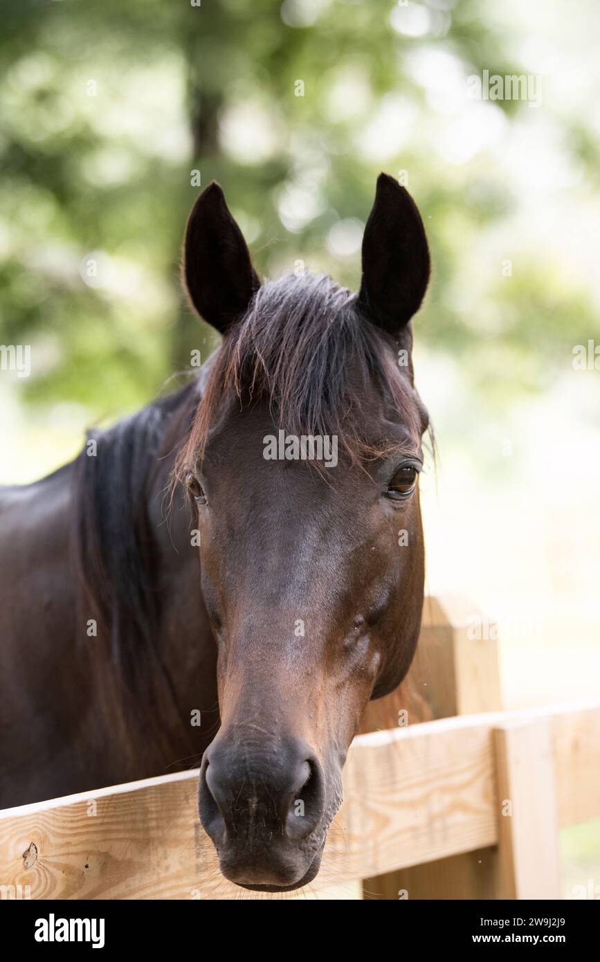 Horse face close up hi-res stock photography and images - Alamy