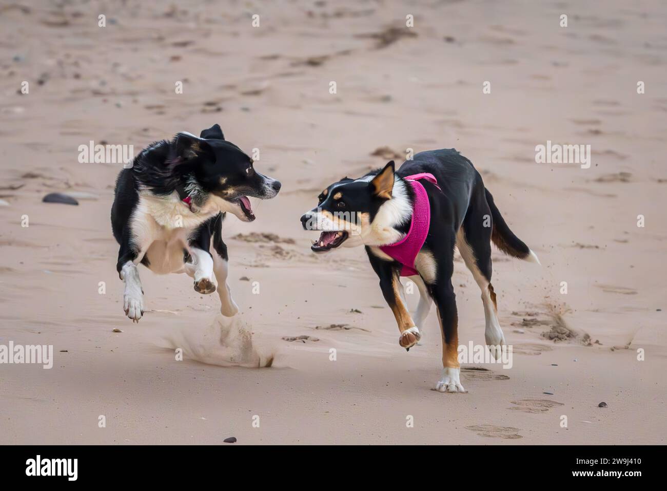 Medium size dog hi-res stock photography and images - Alamy