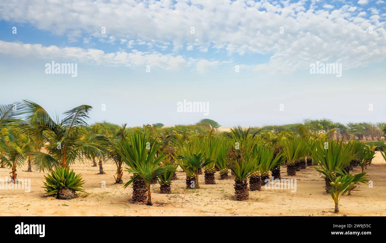 A tropical oasis with lush palm trees in the desert terrain of Boa Vista, Cape Verde, showcasing the island's unique beauty. High quality photo Stock Photo