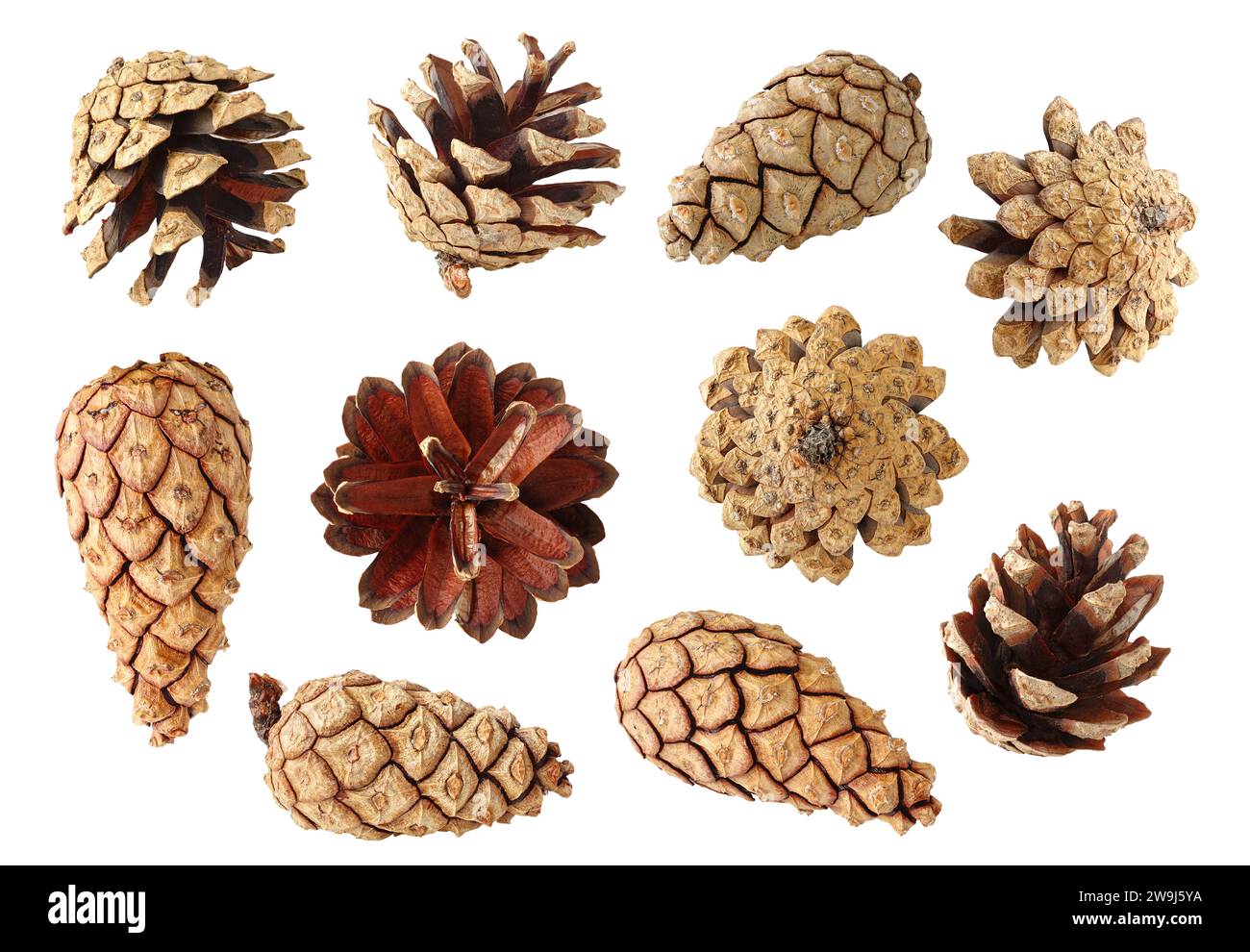 Pine cones collection isolated on white background Stock Photo