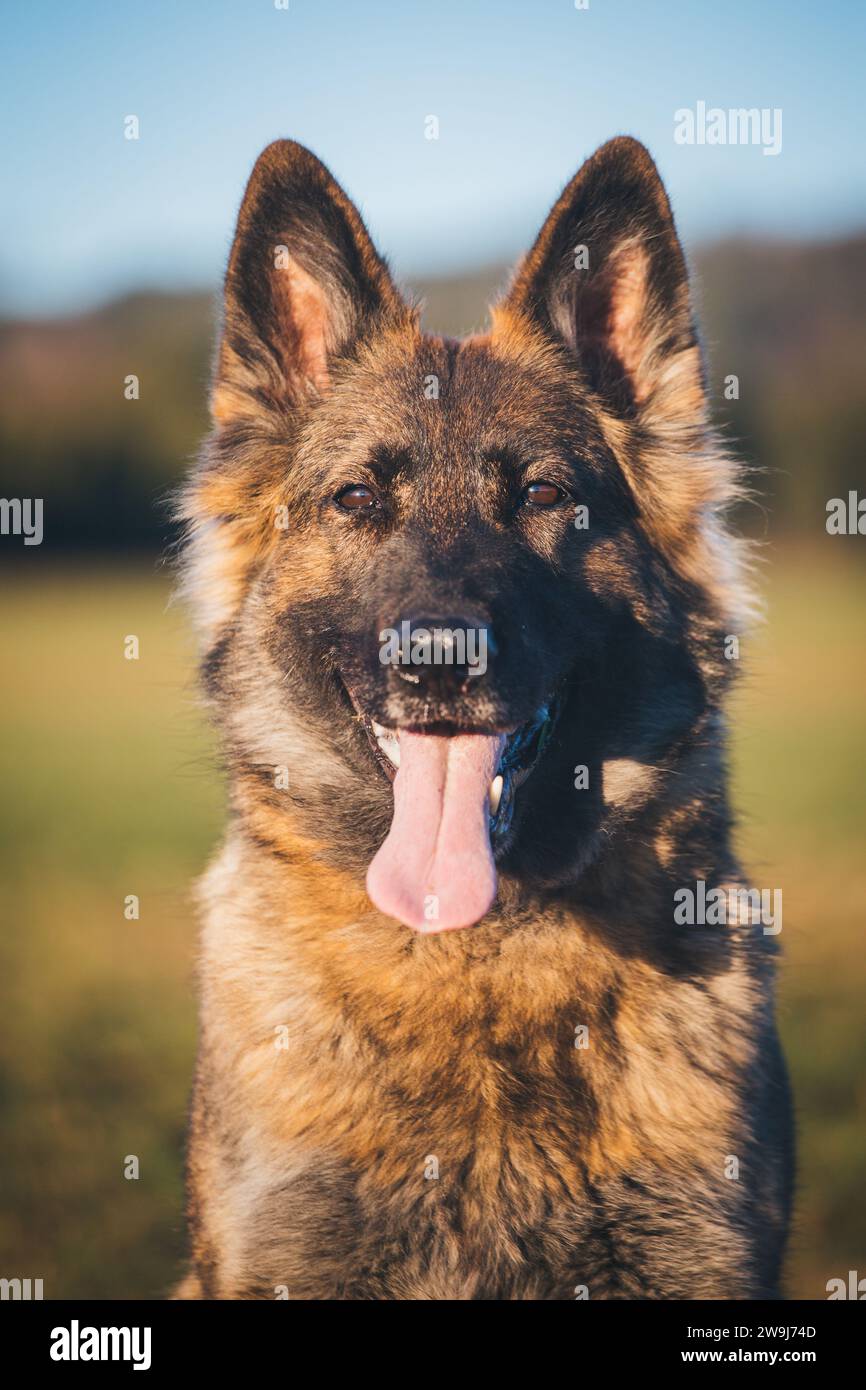 Working line German Shepherd Dog (Alsatian Stock Photo Alamy
