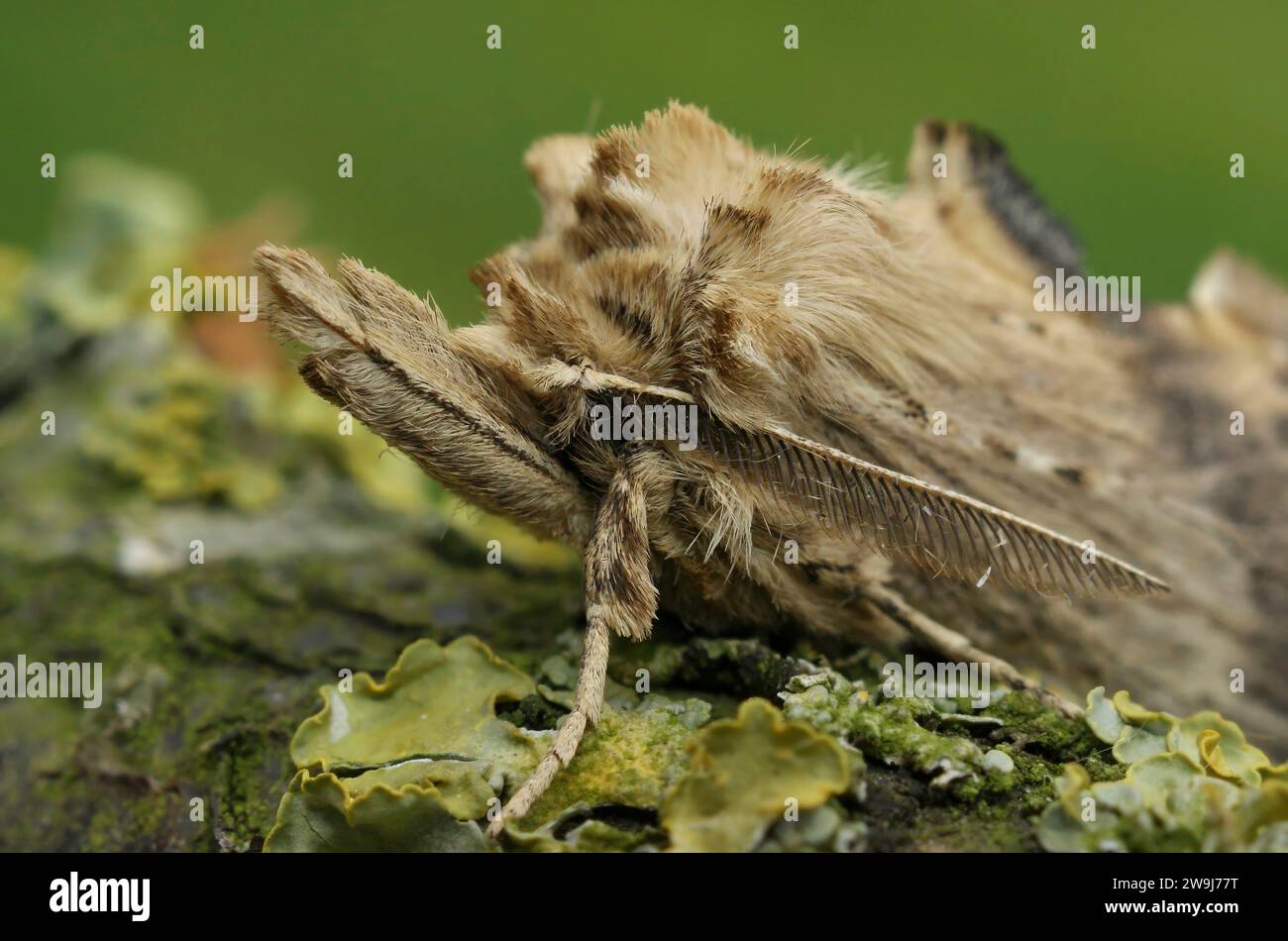 Natural facial closeup on the Pale Prominent moth,Pterostoma palpina, with it's remarkable snout Stock Photo
