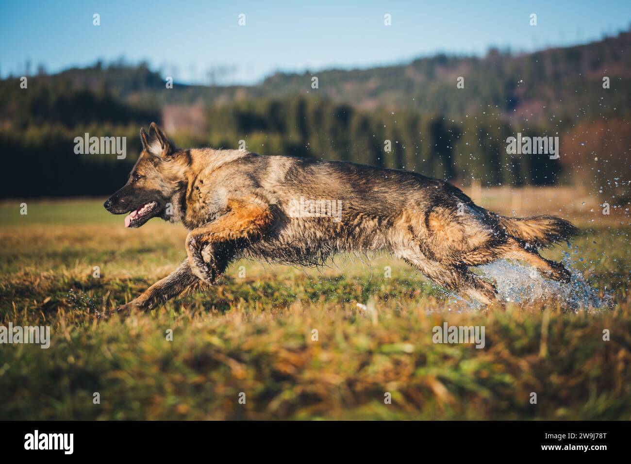 Working line German Shepherd Dog (Alsatian Stock Photo Alamy
