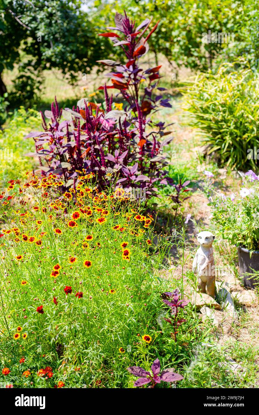 Yellow flowers and red amaranth grow in the garden. Landscape design. Stock Photo