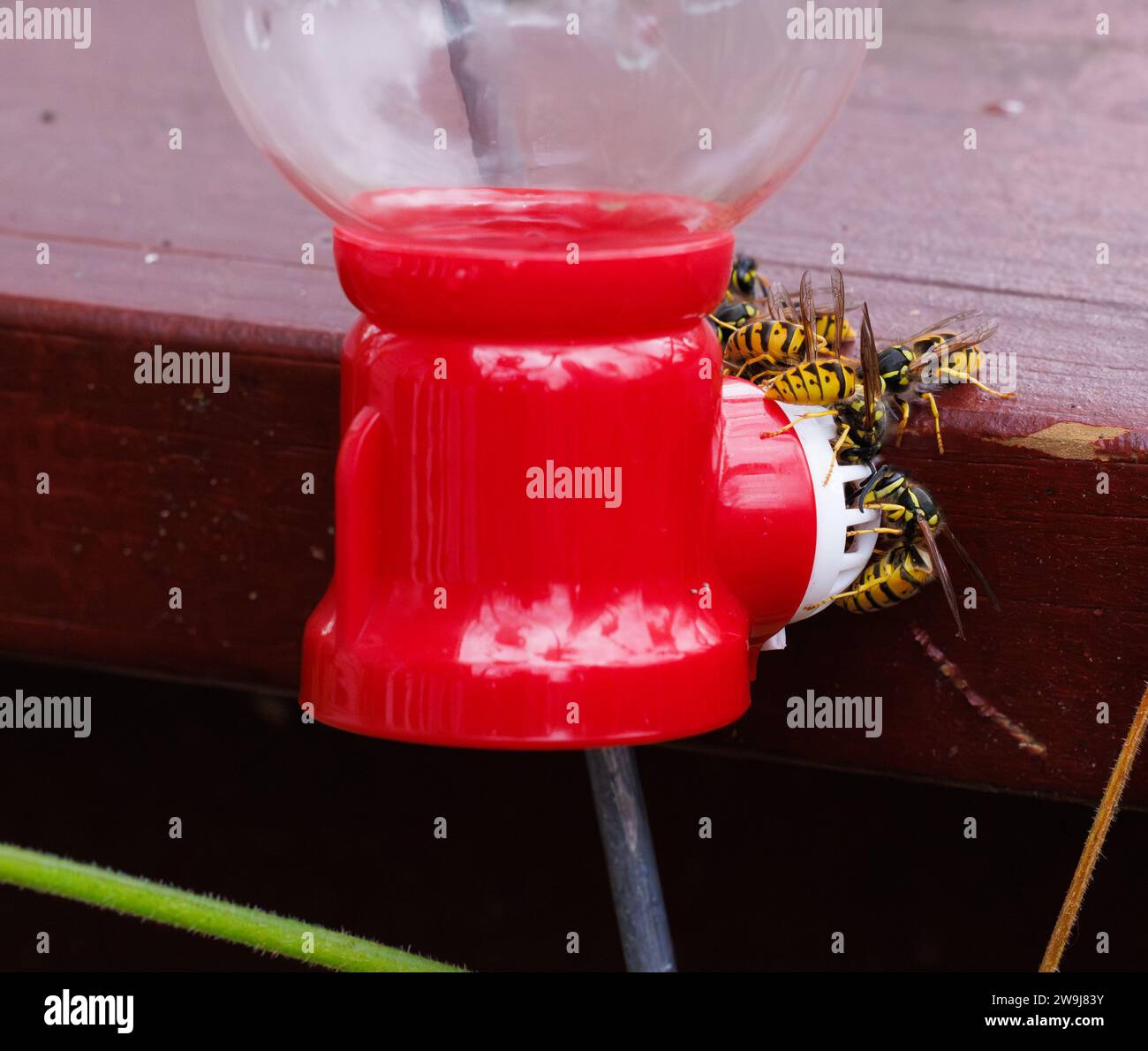Close up of Yellow Jackets crawling and feeding on a hummingbird feeder