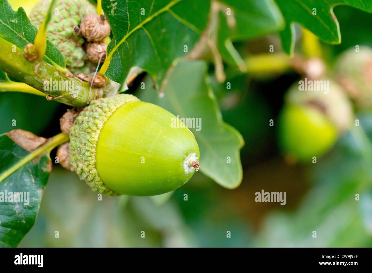 Sessile Oak Or Durmast Oak (quercus Petraea), Close Up Showing An Acorn 