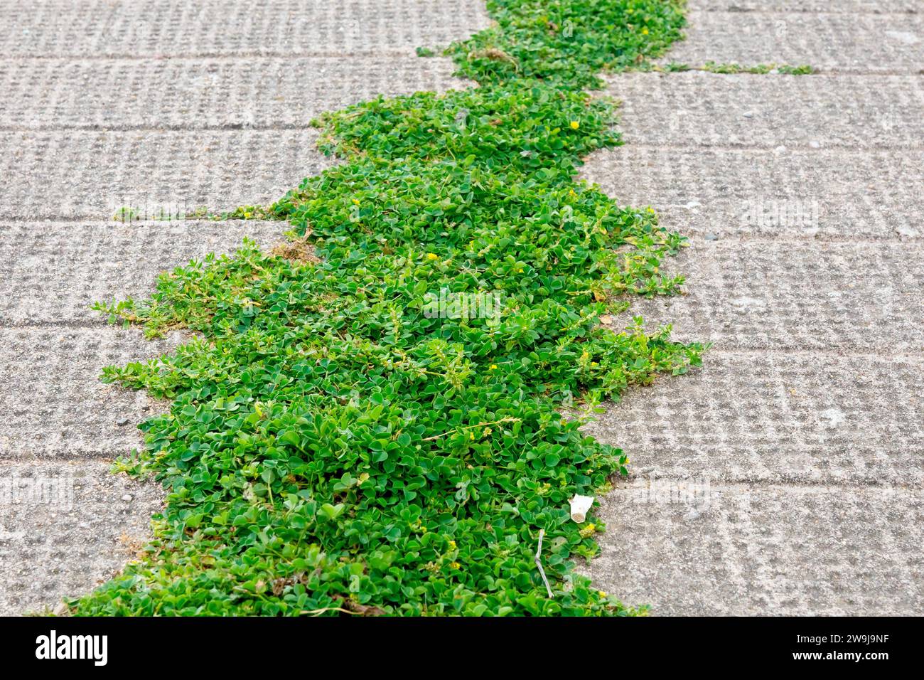 Close up a mass of mainly Black Medick (medicago lupulina) and Knotgrass (polygonum aviculare) growing along a crack in a concrete pavement. Stock Photo