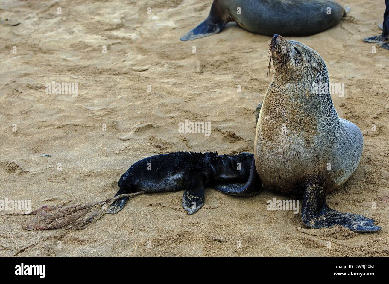 Cape Fur Seal Mother and newly born pup resting on the beach in Cape Cross Seal Reserve, Namibia Stock Photo
