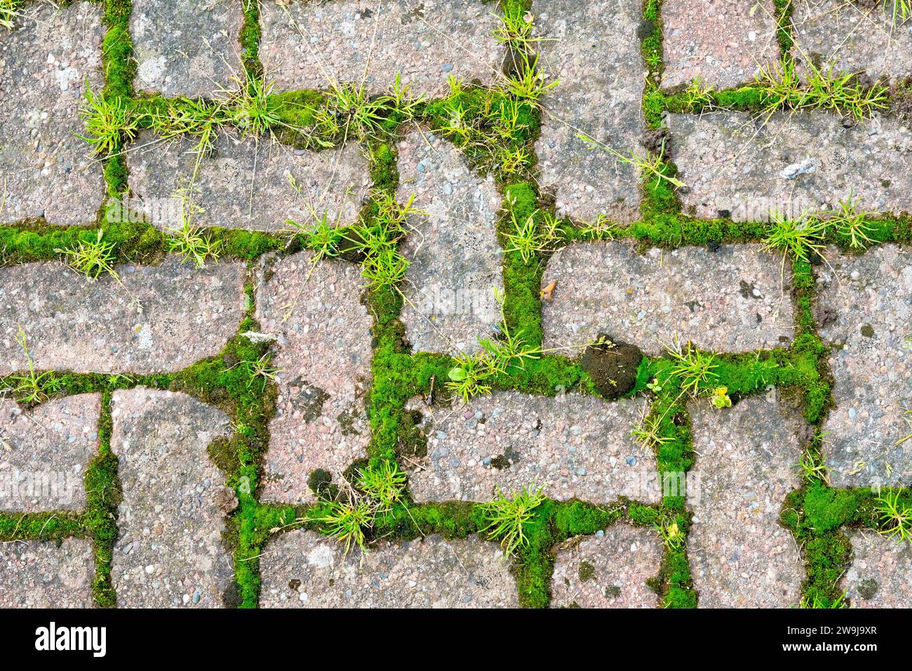 Close up of a section of mono-block paving left unattended for a period of time with mosses and grasses now growing in the cracks between the bricks. Stock Photo