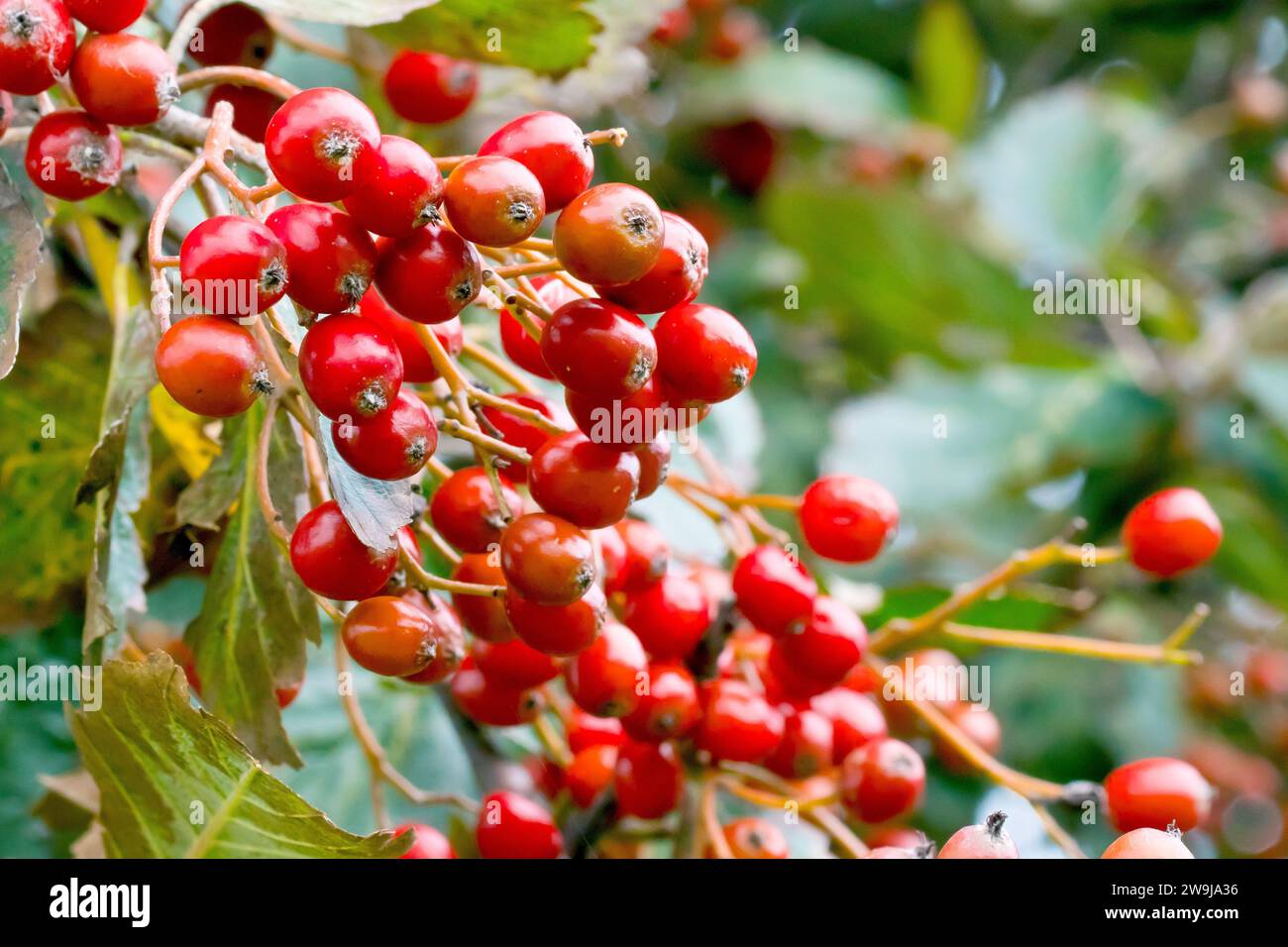 White Beam or Whitebeam (sorbus aria), close up of the berries or fruits ripening on the tree in the early autumn. Stock Photo