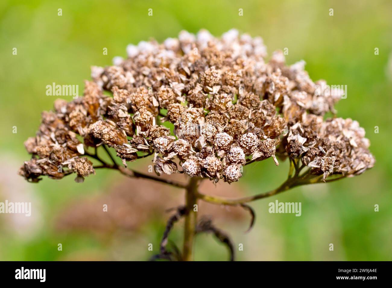 Yarrow (achillea millefolium), close up showing the flowerhead of the plant having flowered and gone to seed. Stock Photo