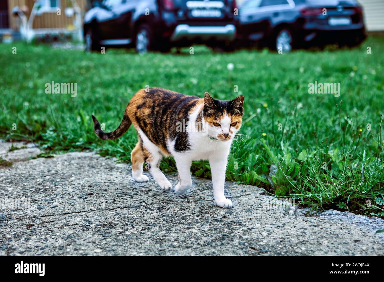 Calico cat girl walks along concrete entrance path in front of cars ...