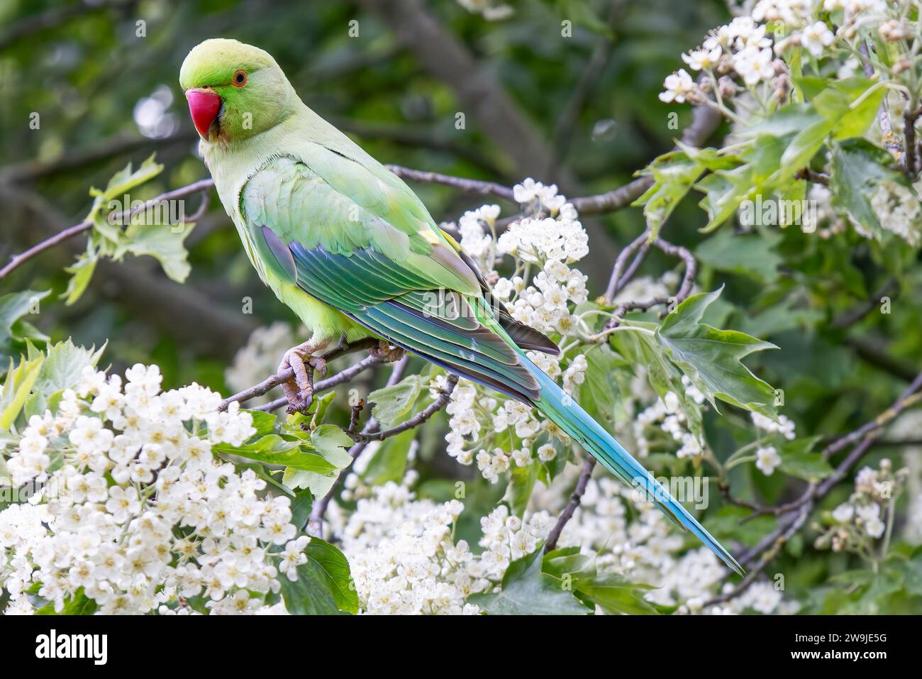 Rose-ringed Parakeet (Psittacula krameri) perched in the branch of a tree Stock Photo