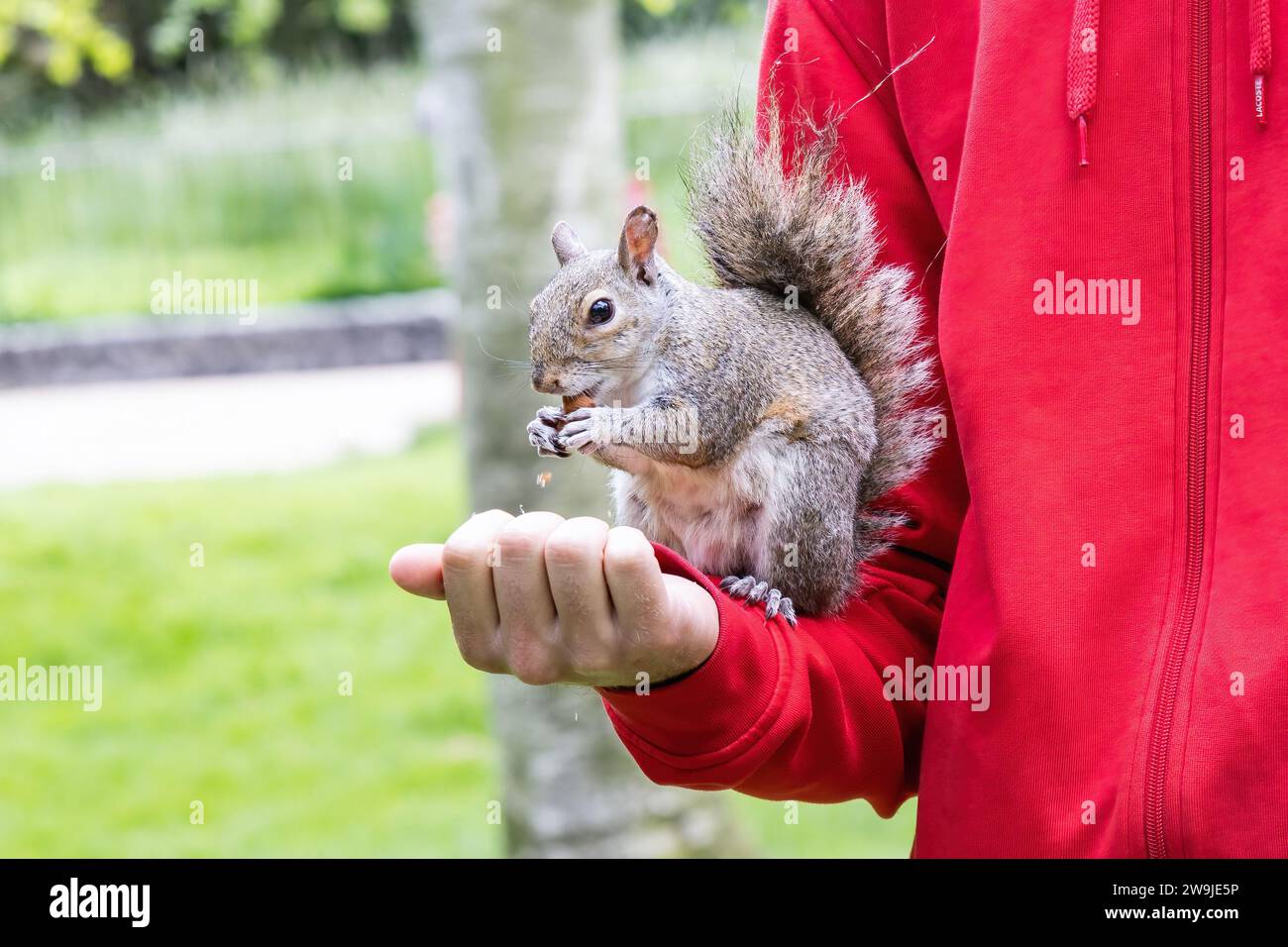 A Grey Squirrel (Sciurus carolinensis) eating a peanut in the hand of a tourist Stock Photo