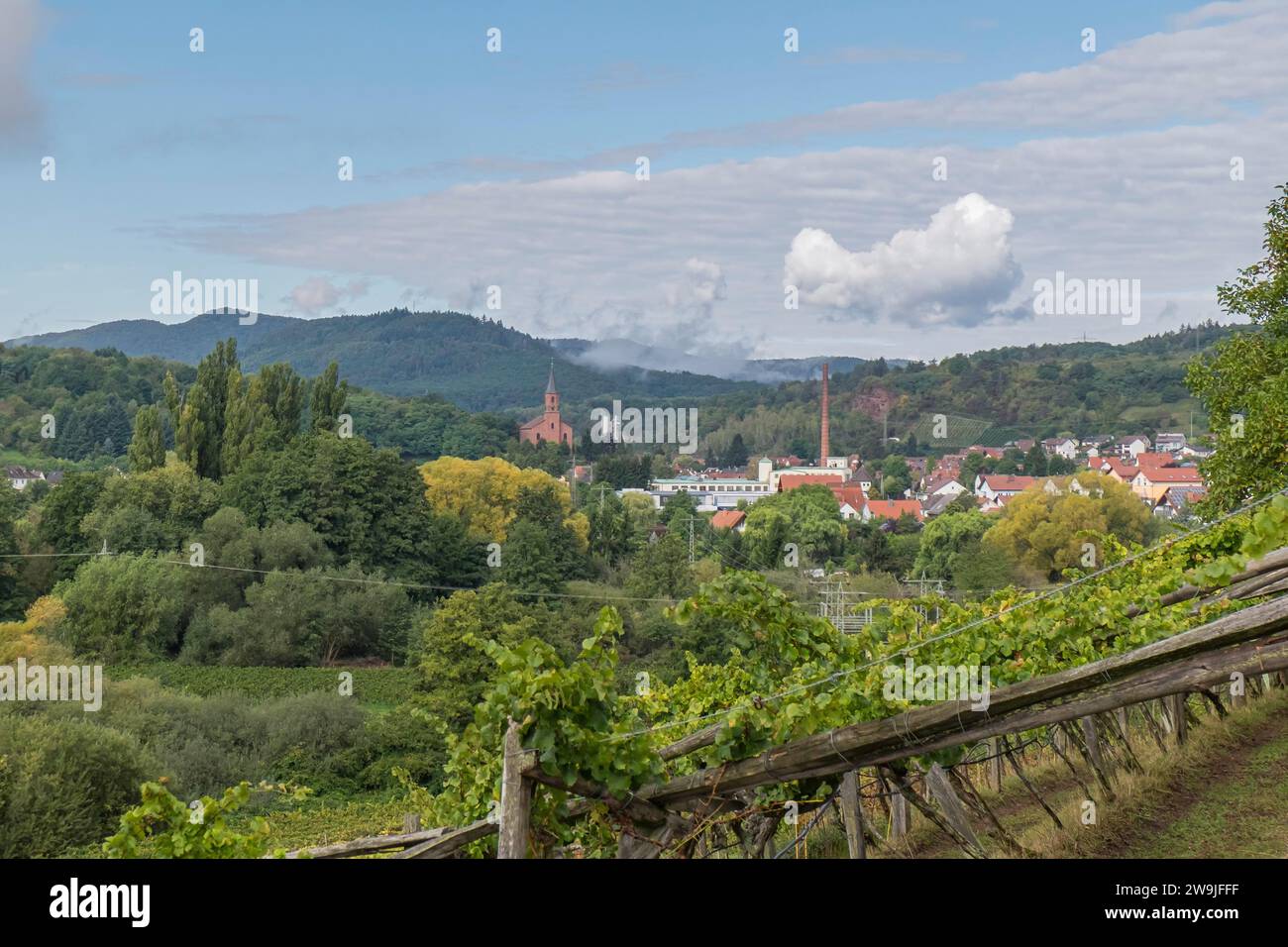 Vineyard Albersweiler Latt, with pergola training, unusual in the Palatinate, Albersweiler, German or Southern Wine Route, Southern Palatinate Stock Photo
