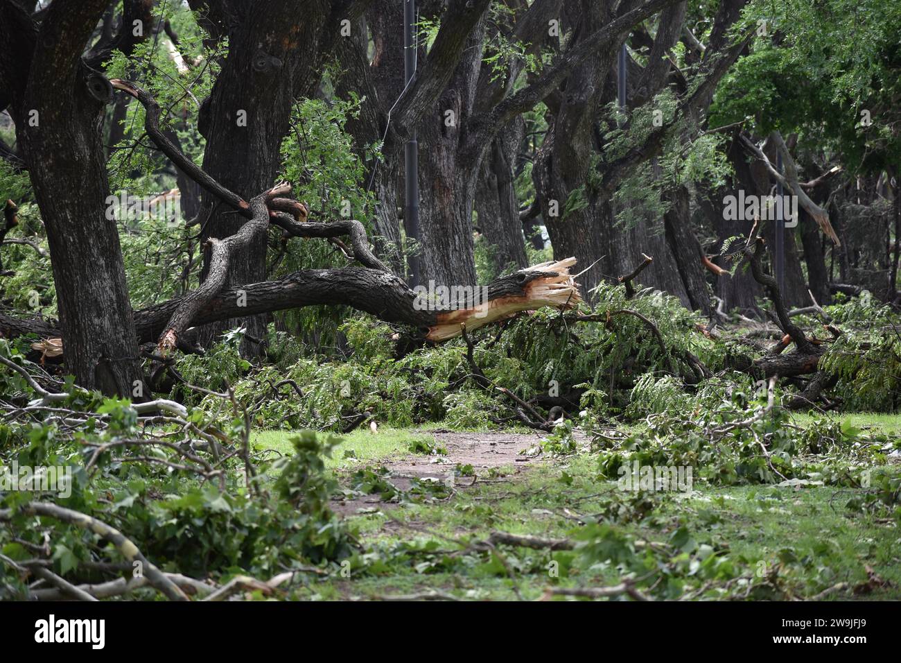 Broken and fallen trees of the species Tipu tree (Tipuana tipu) in the Bosques de Palermo park after a devastating storm on 18 12 2013 in Buenos Stock Photo