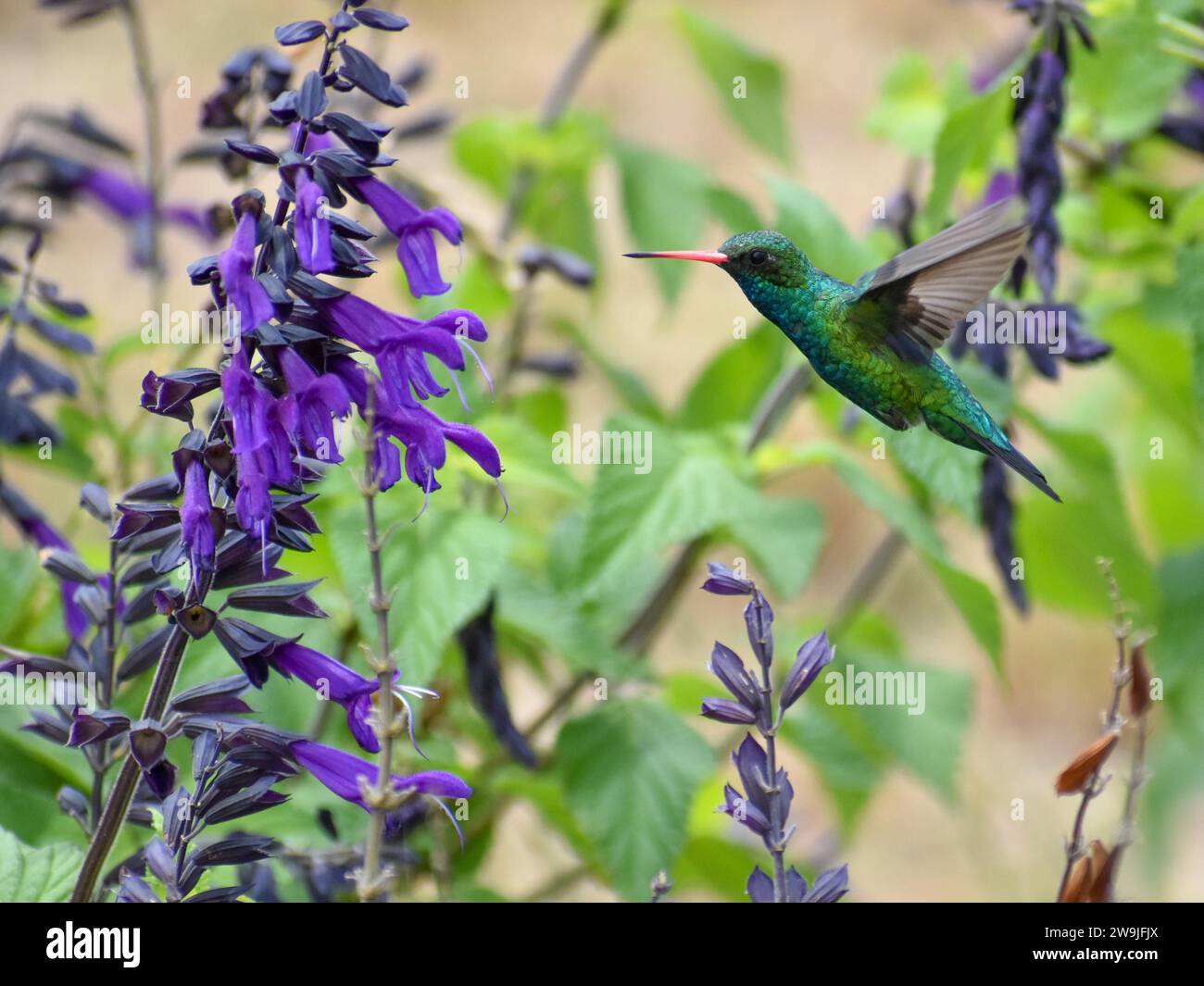 A glittering-bellied emerald (Chlorostilbon lucidus) with flowering South American Sage or Guarani Sage (Salvia guaranitica) in the city of Buenos Stock Photo
