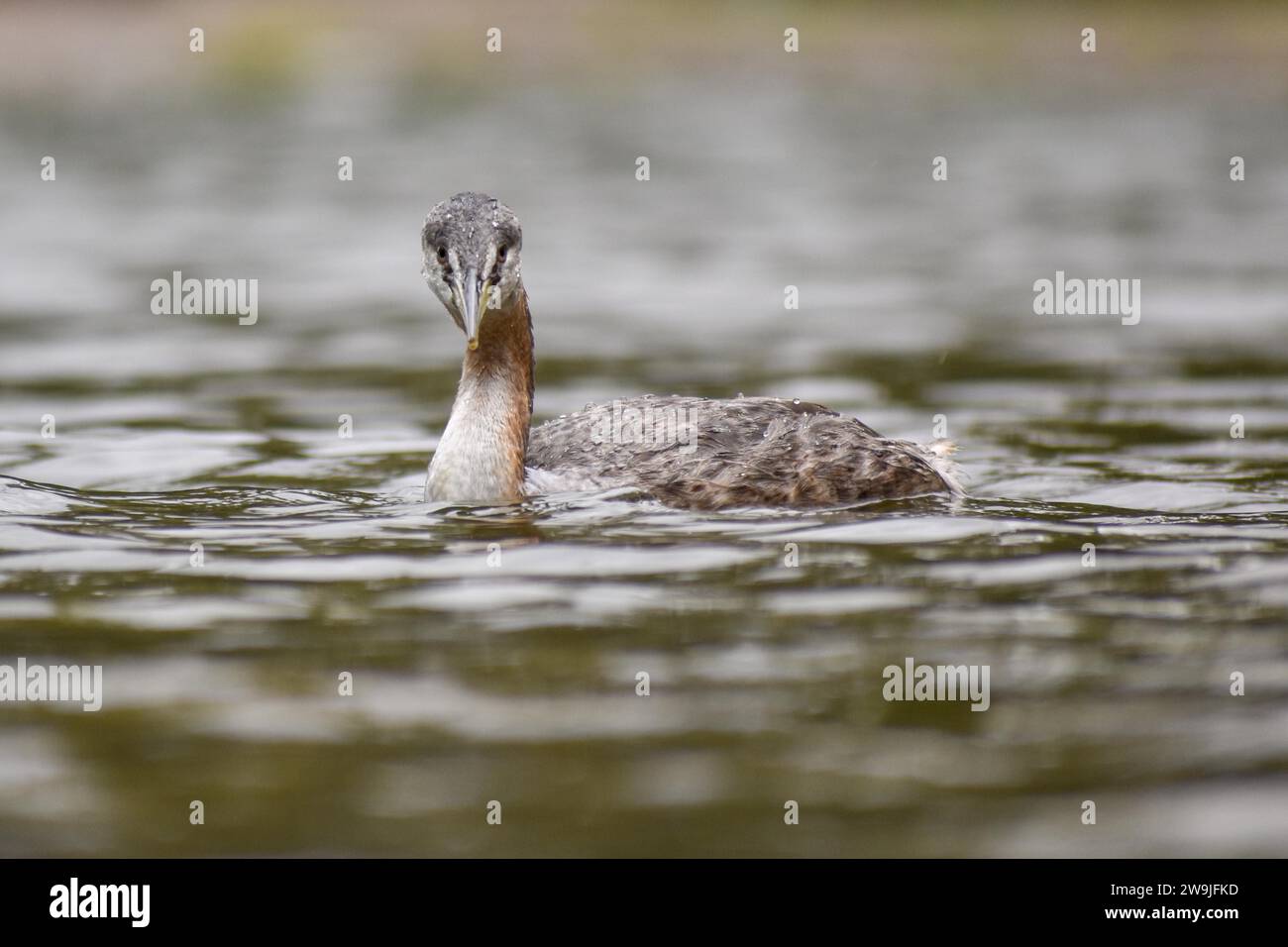 Great grebe (Podiceps major) in the wild on a lake in Buenos Aires, Argentina Stock Photo