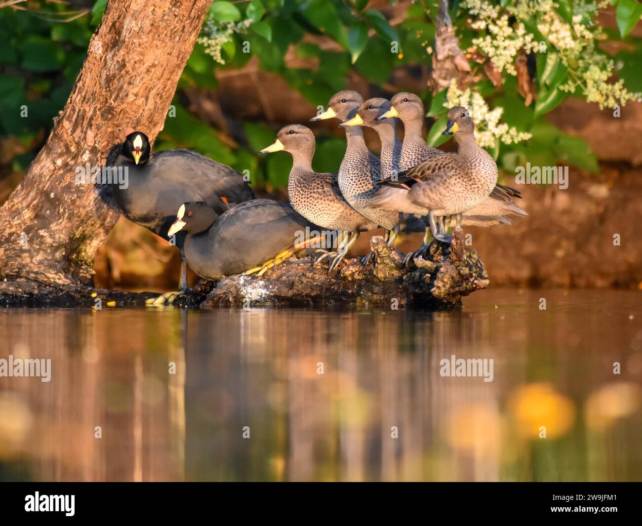 Brown-headed ducks (Anas flavirostris) with yellow-billed coots (Fulica armillata) in the wild in a park, Buenos Aires, Argentina Stock Photo