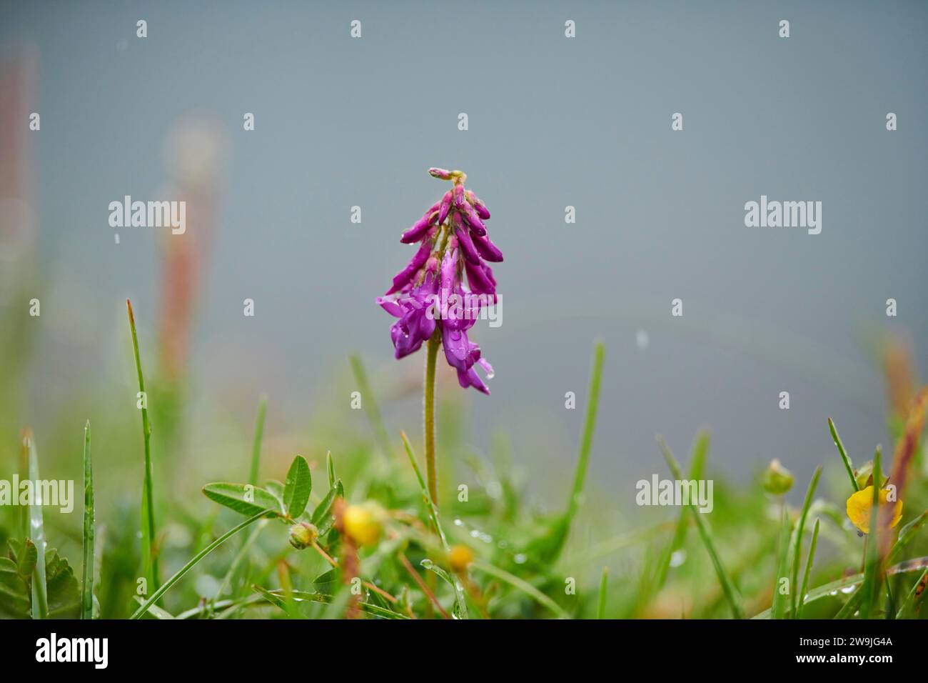 Alpine sainfoin (Hedysarum hedysaroides) blooming on a meadow, Grossglockner, High Tauern National Park, Austria Stock Photo