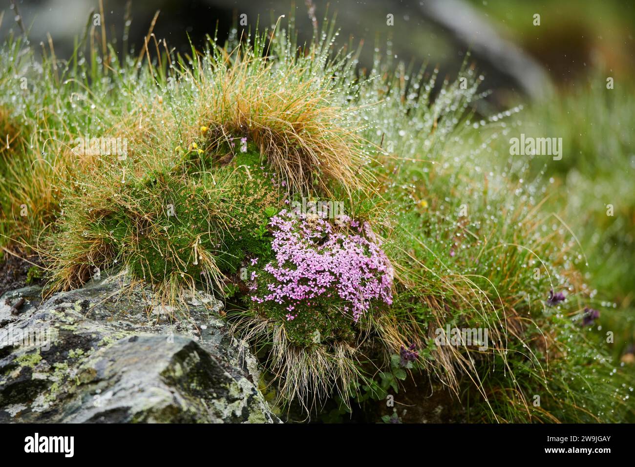 Moss campion (Silene acaulis) blooming on a meadow, Grossglockner, High Tauern National Park, Austria Stock Photo