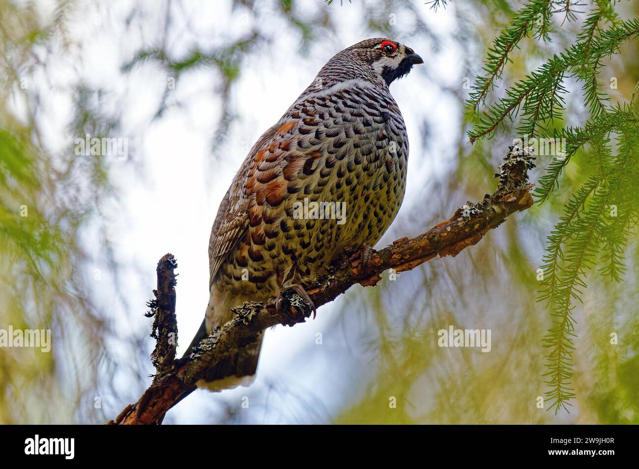 Tetrastes bonasia syn hires stock photography and images Alamy