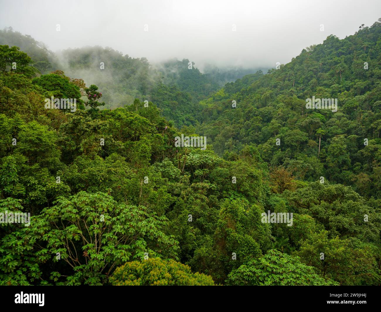 Cloud forest, Mindo, Pichincha province, Ecuador Stock Photo