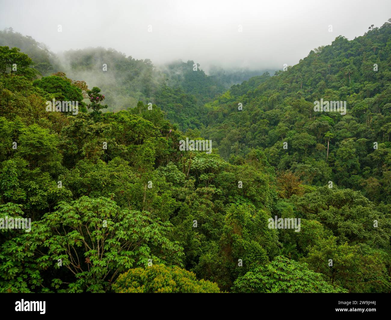 Cloud forest, Mindo, Pichincha province, Ecuador Stock Photo Alamy