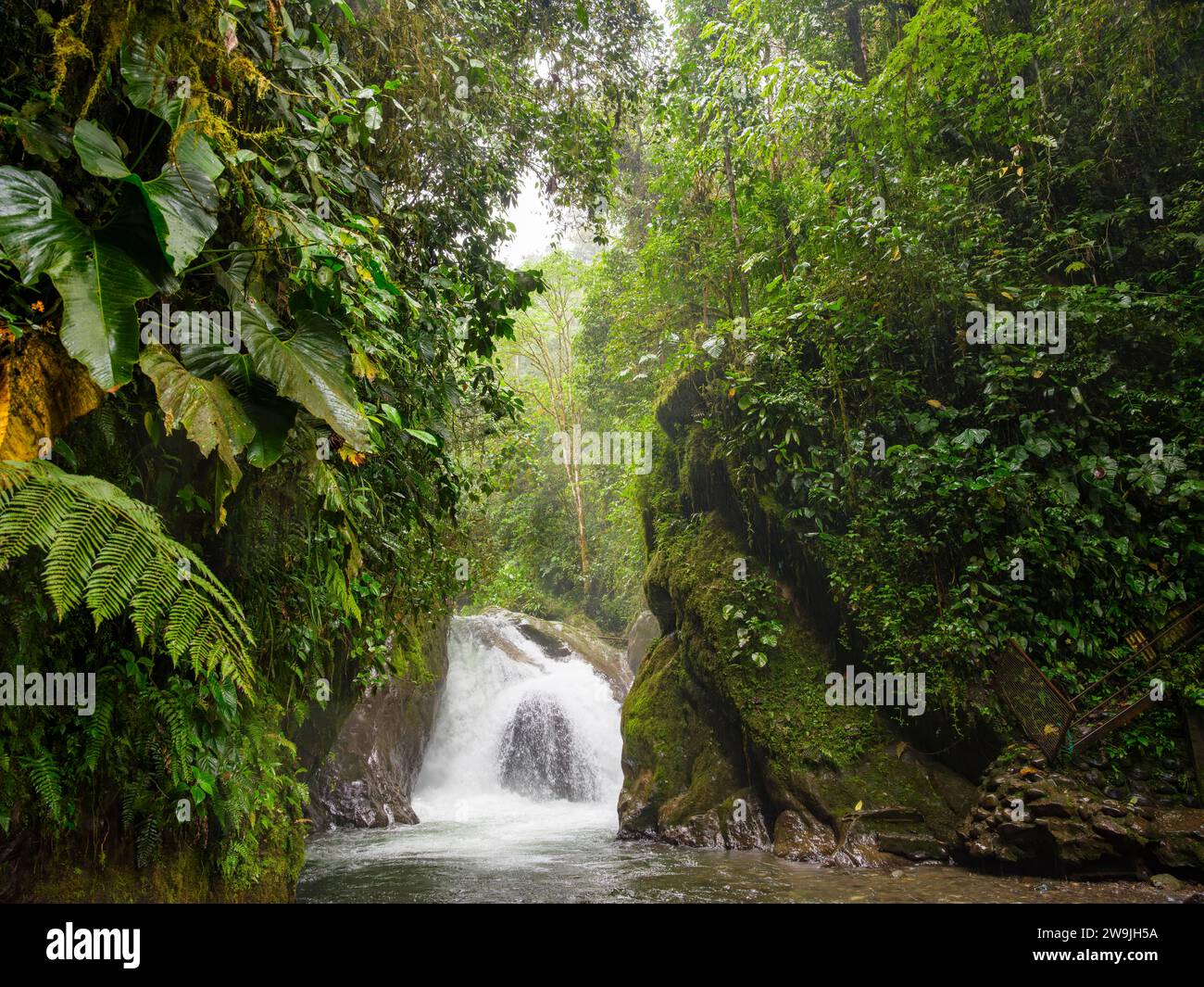 Small waterfall in the cloud forest, Mindo, Pichincha province, Ecuador Stock Photo