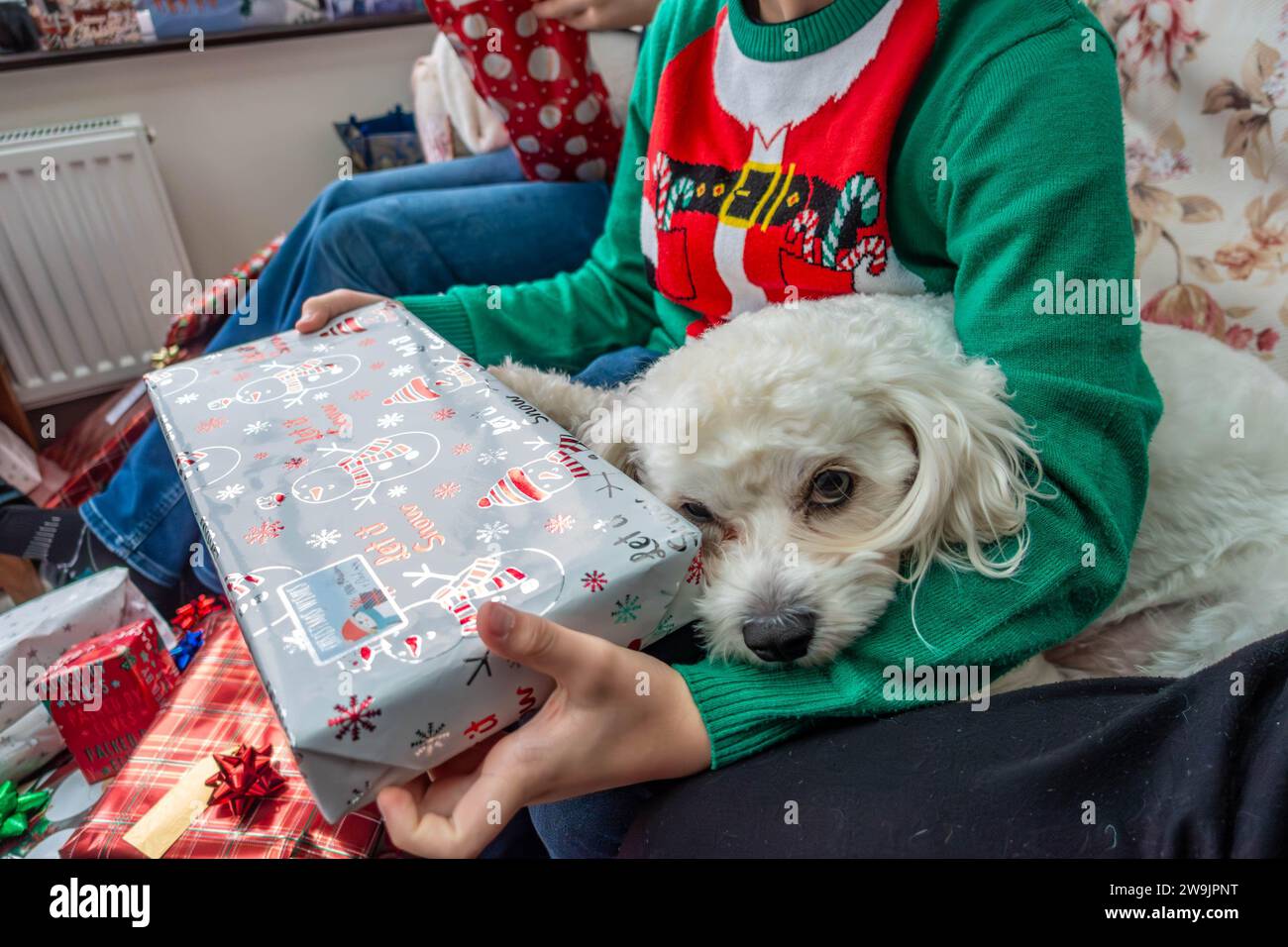 A child wearing a Christmas jumper holds a Christmas present while cuddling a small, white cavapoo dog. Stock Photo