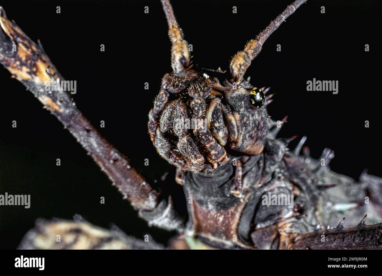 Devil butterfly hi-res stock photography and images - Alamy