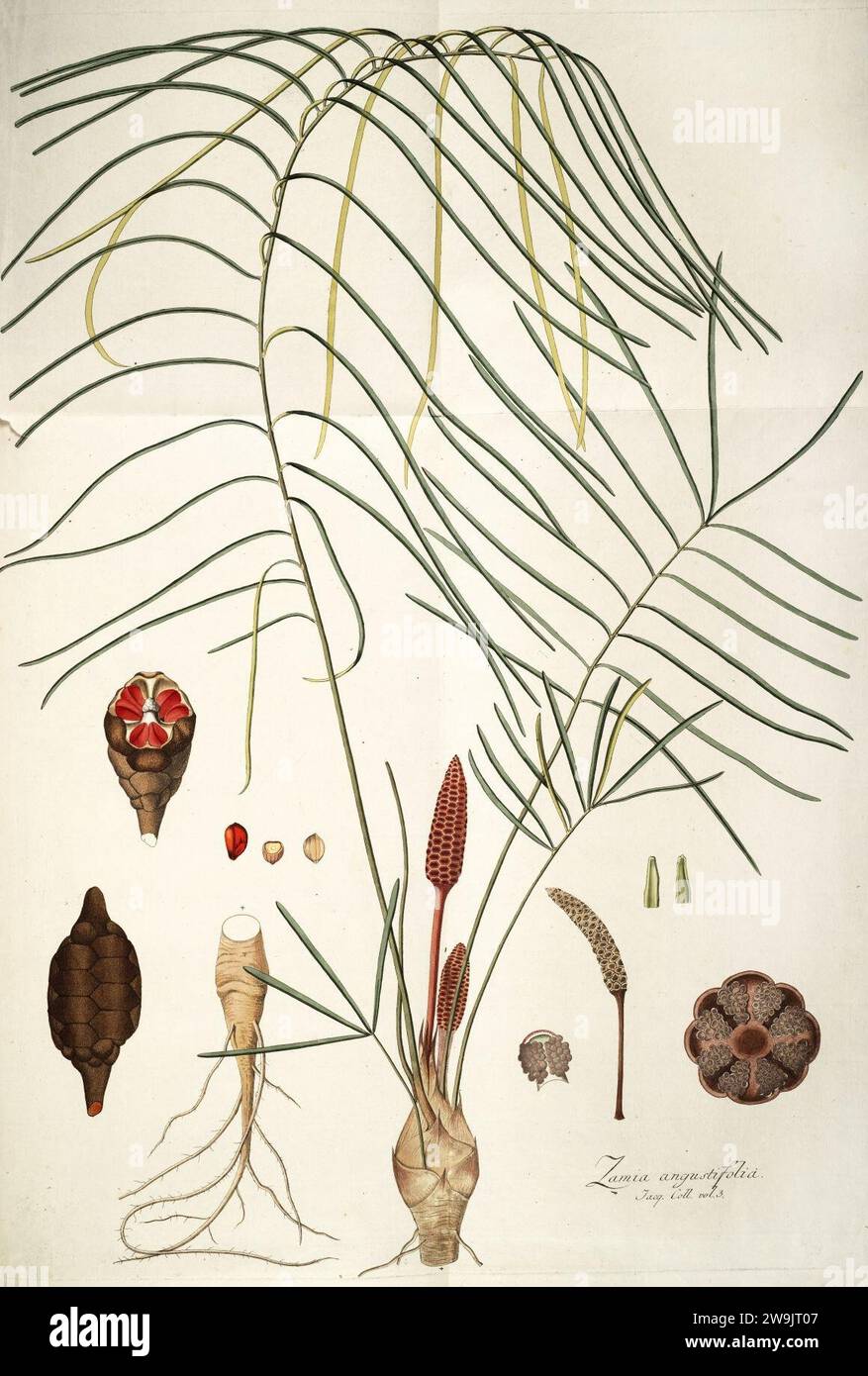 Zamia angustifolia. Stock Photo