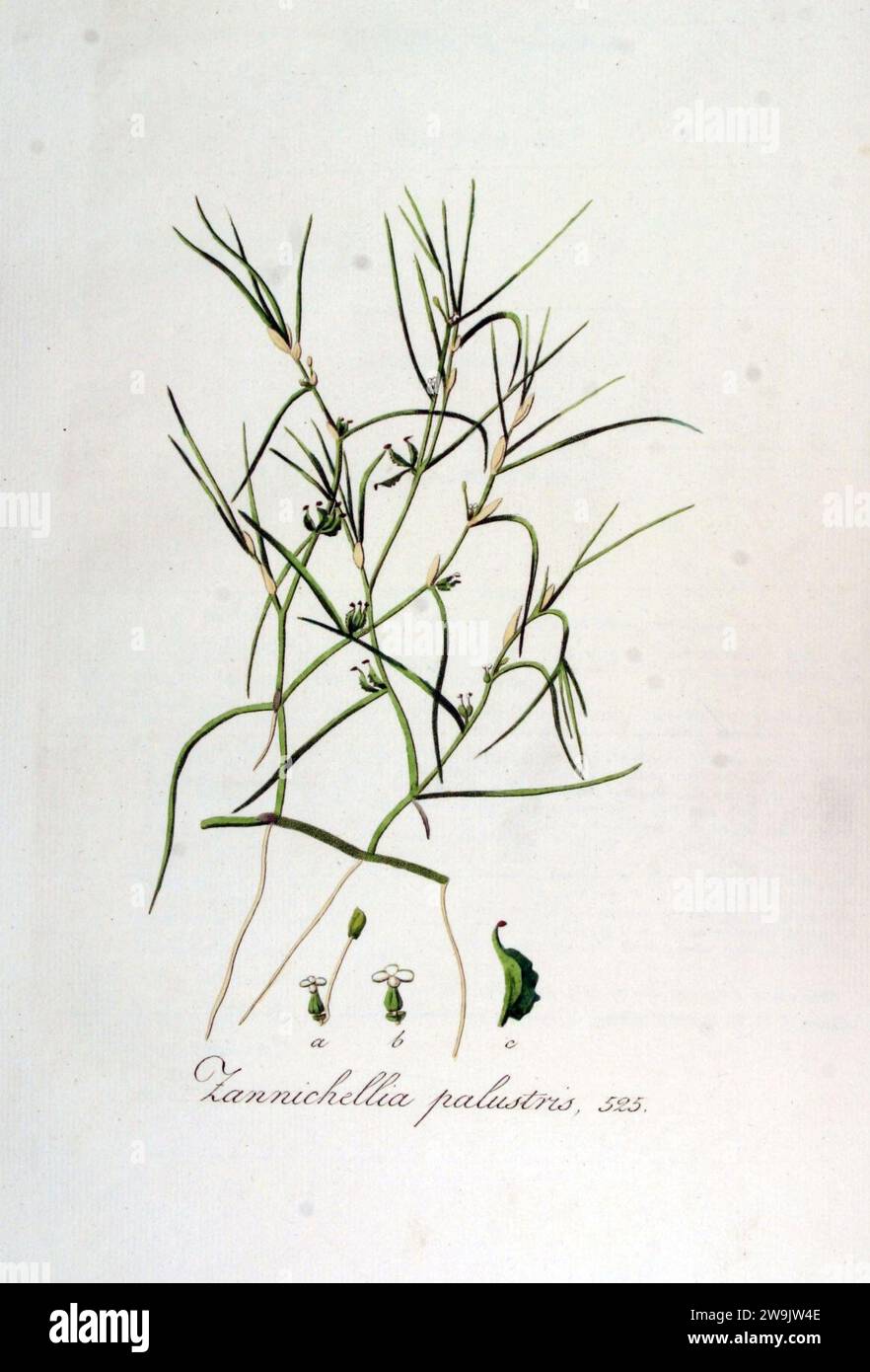 Zannichellia palustris — Flora Batava — Volume v7. Stock Photo