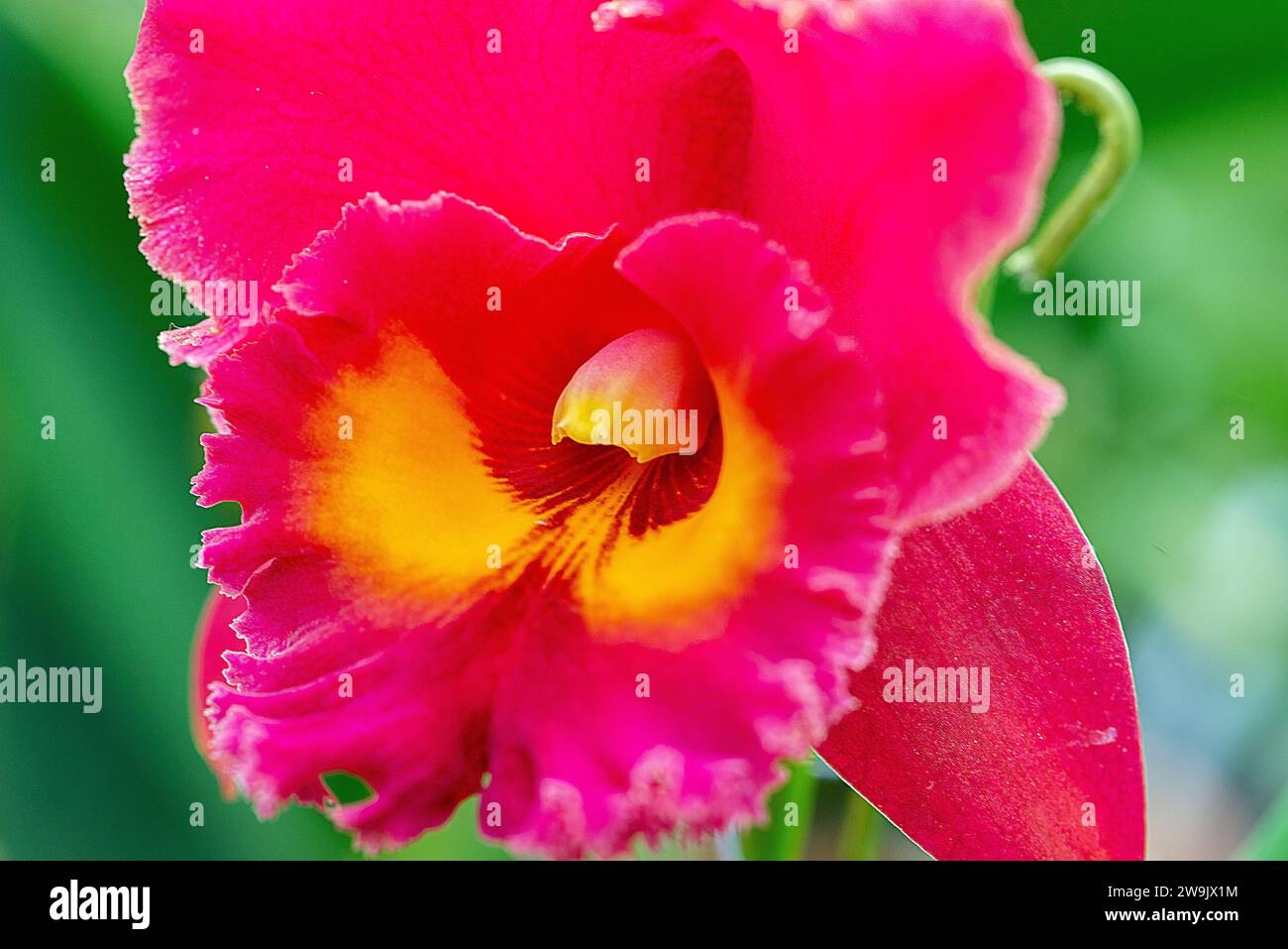 Purple tropical flower hi-res stock photography and images - Alamy