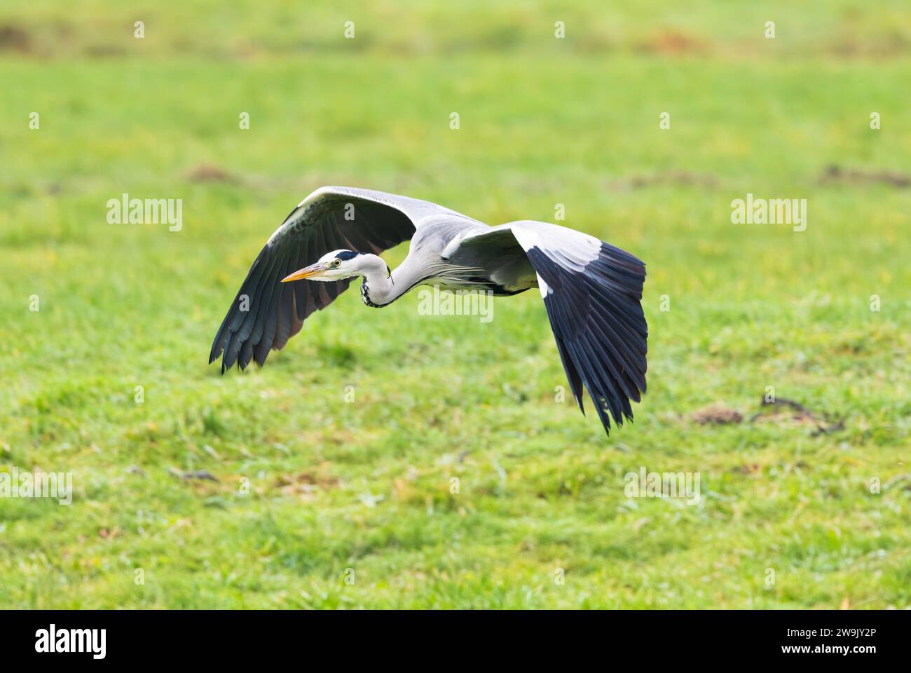 Portrait of an observant low-flying Gray Heron, Ardea cinerea, over a green meadow and keeping eye contact as it passes Stock Photo