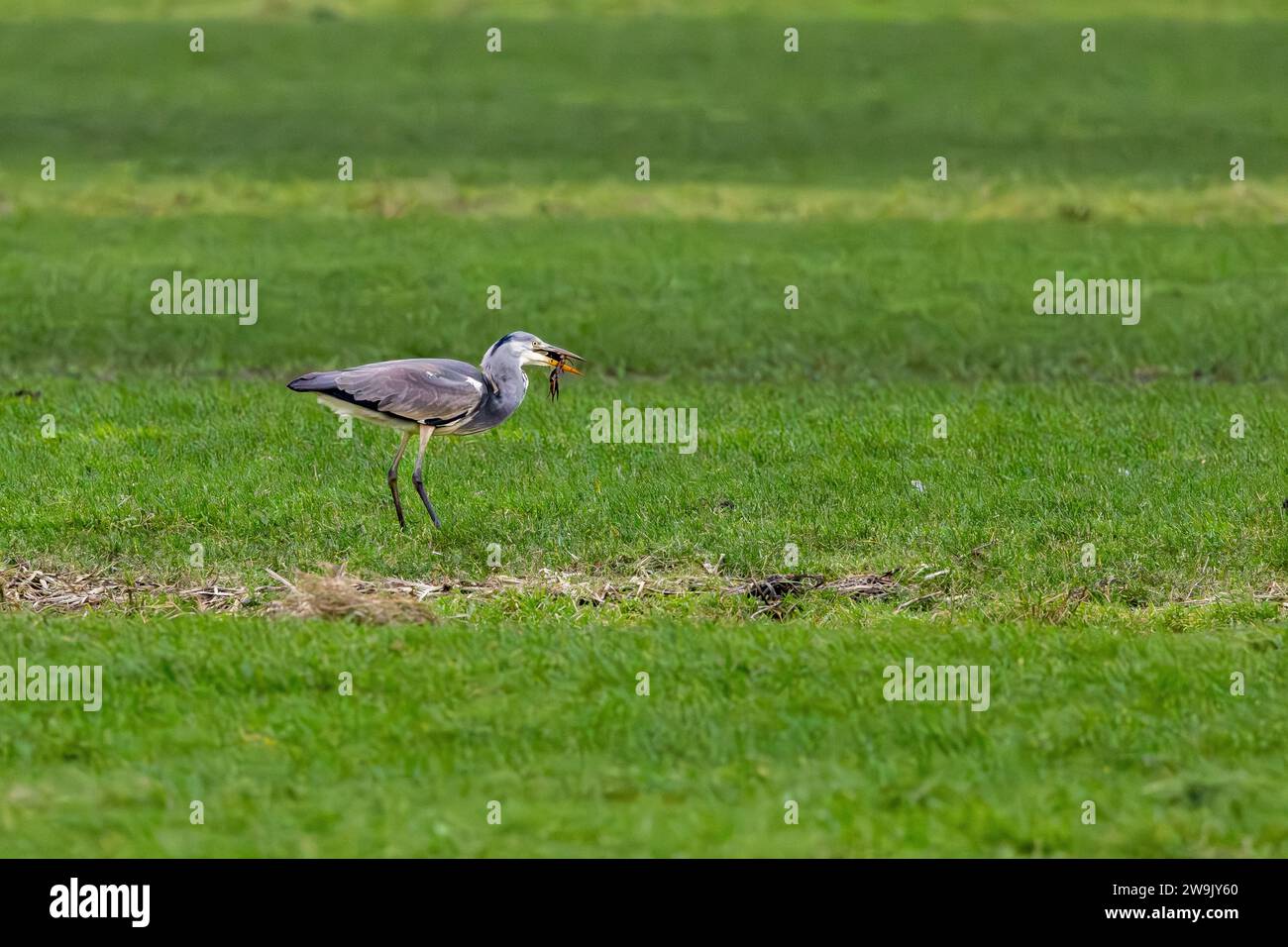 Close up of hunting grey heron, Ardea cinerea, with a Red swamp crayfish, Procambarus clarkii, as prey and trying to break the lobster into pieces to Stock Photo