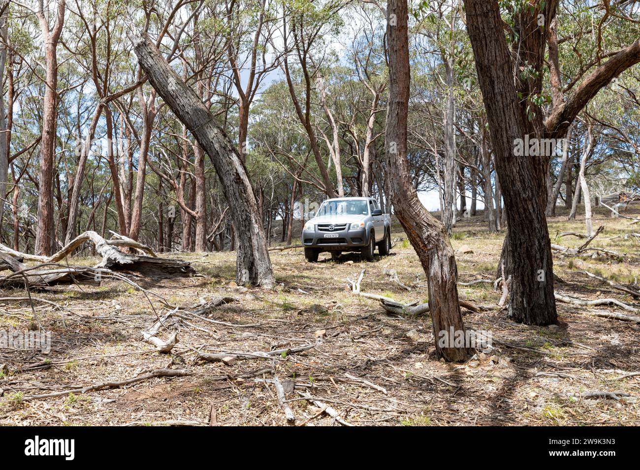 Australian landscape driving off road in the bush in Mazda BT50 ute utility vehicle,Central West NSW,Australia Stock Photo