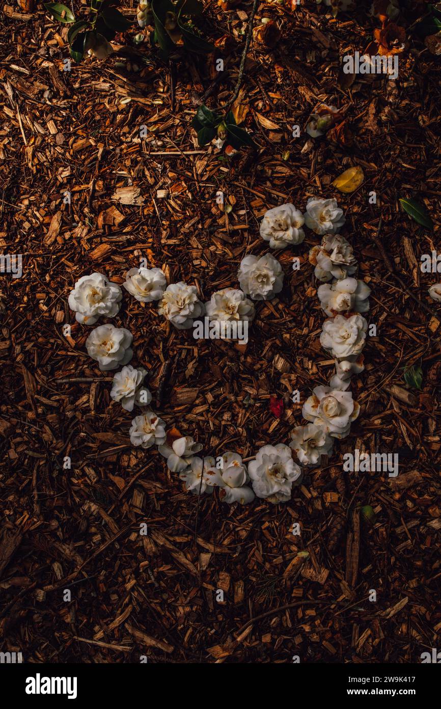 white camellia flowers arranged in heart shape on dirt ground Stock Photo