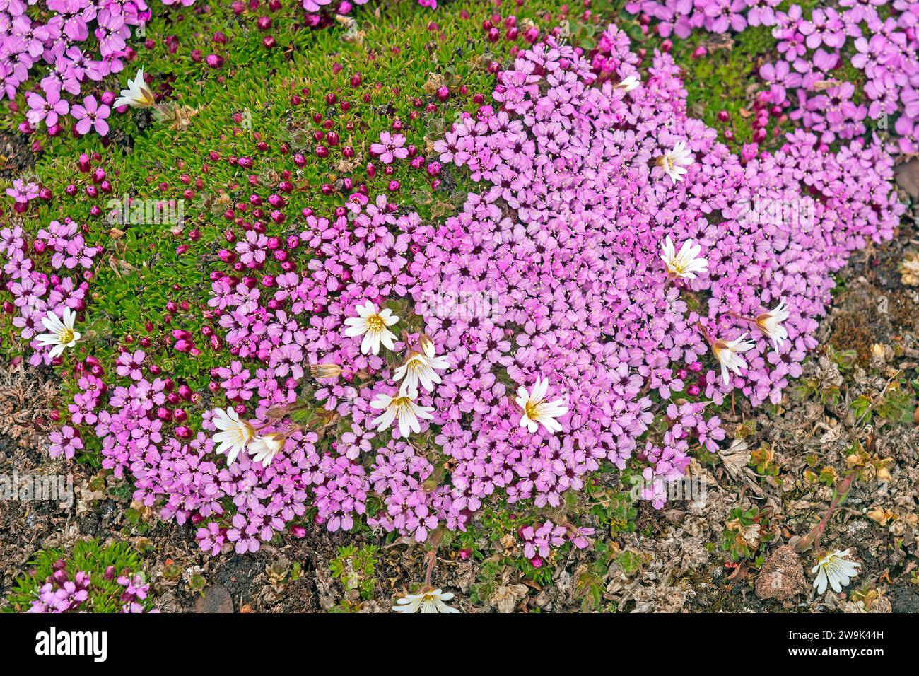 Arctic Chickweed and Moss Campion in the high arctic on Worsleyneset in the Svalbard Islands Stock Photo