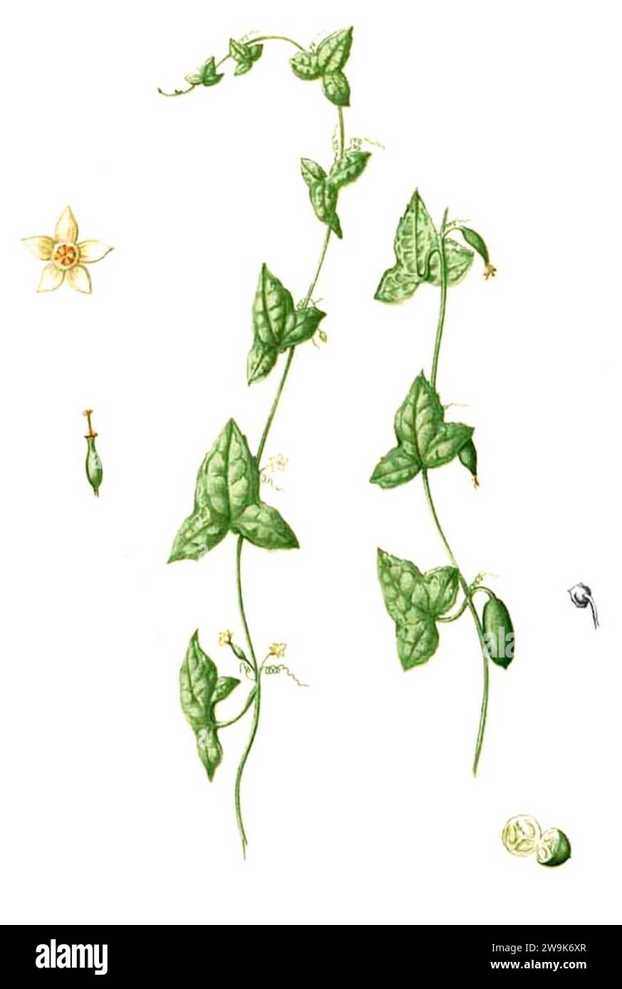 Zehneria indica Blanco2.365-cropped. Stock Photo