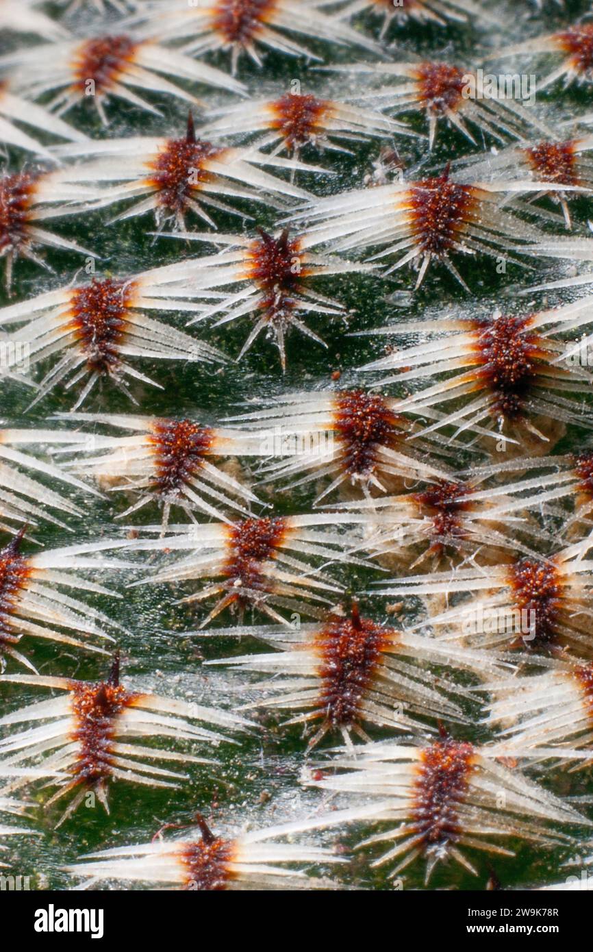 Unusual cactus thorns. Rebutia heliosa, Cactaceae. Ornamental succulent plant. Globular cactus, white flowers. Stock Photo