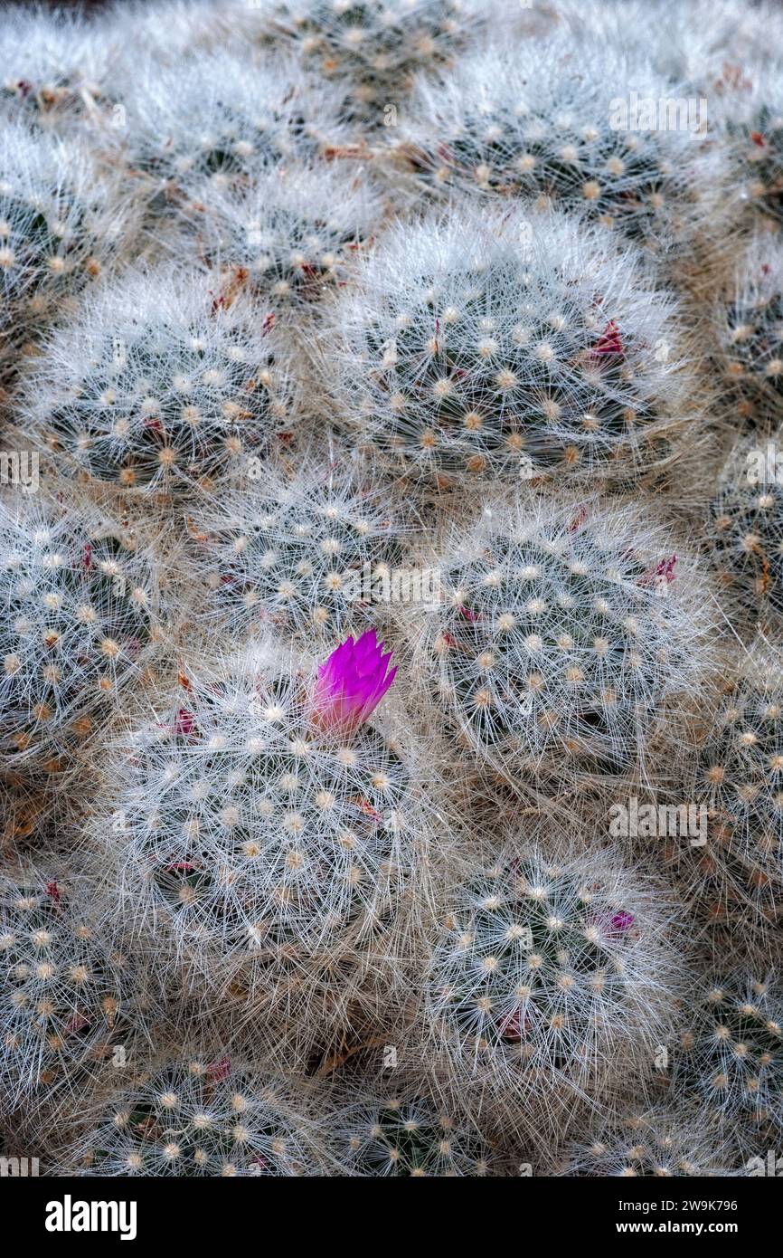 Mammillaria laui hi-res stock photography and images - Alamy