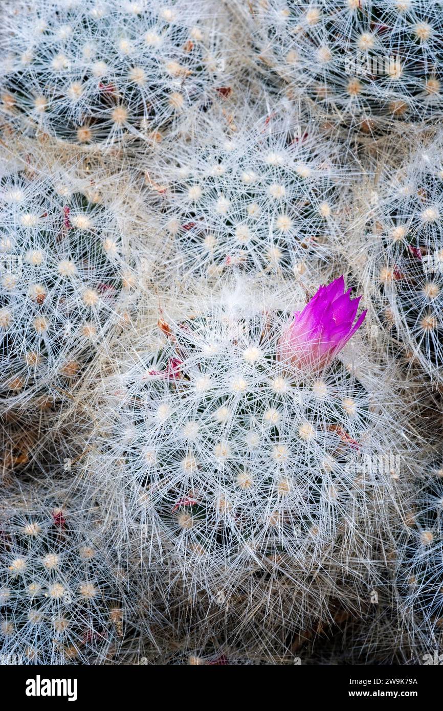 Dasyacantha hi-res stock photography and images - Alamy
